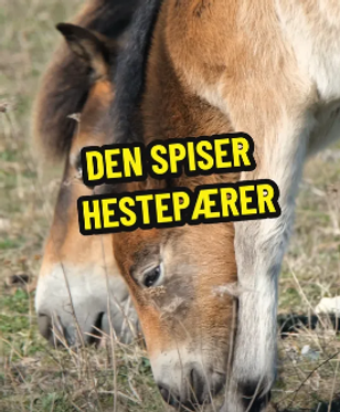 Føl spiser hestepærer