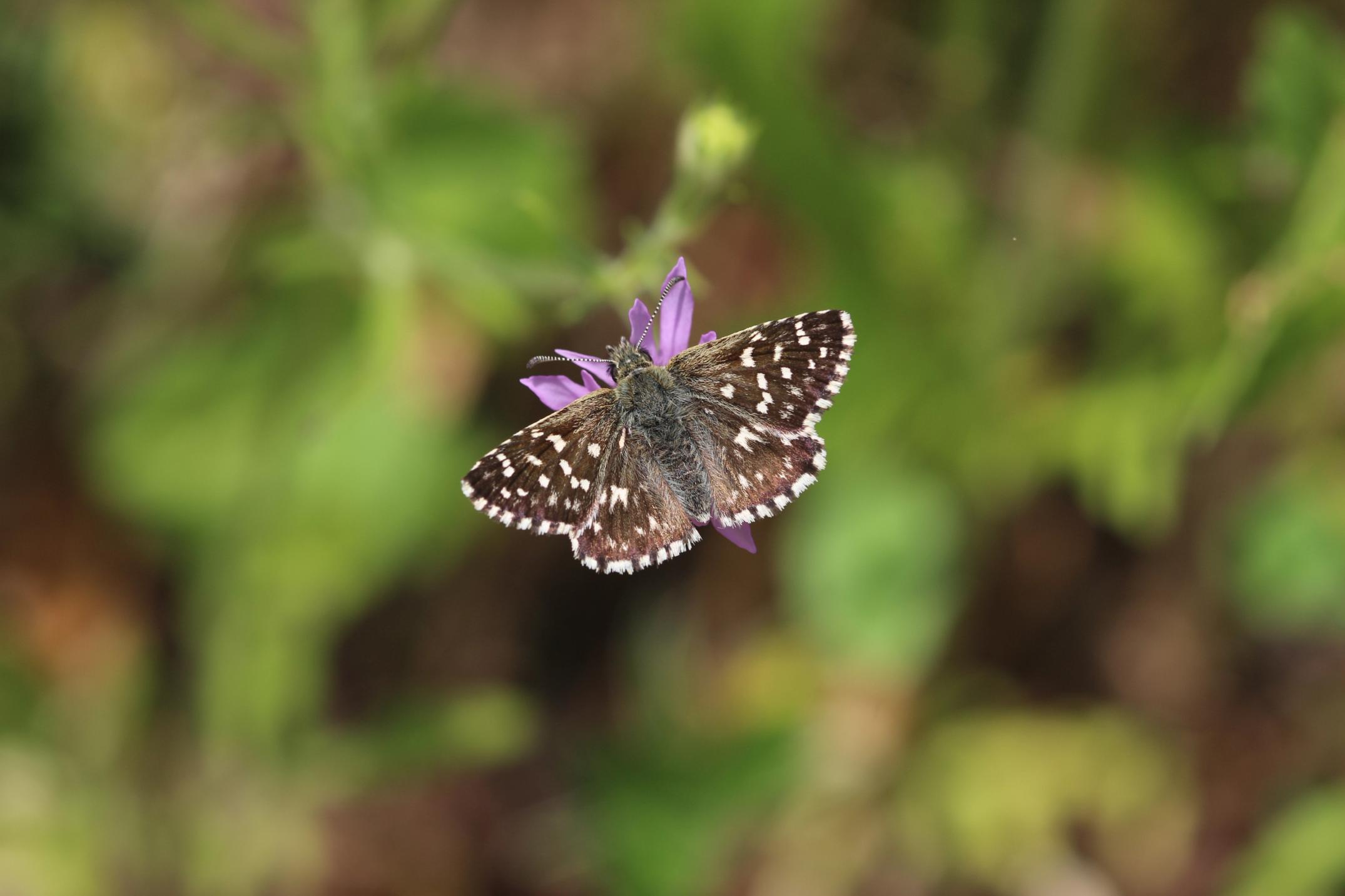 image-d9e54e0fbf1505913b0b2c0af23a2aa8bbaccbe0-5184x3456-jpg