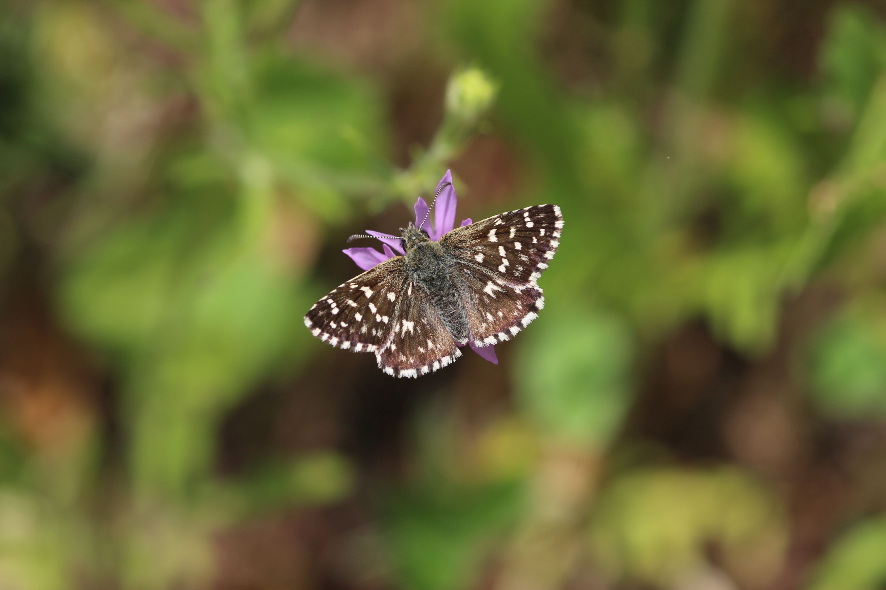 image-d9e54e0fbf1505913b0b2c0af23a2aa8bbaccbe0-5184x3456-jpg