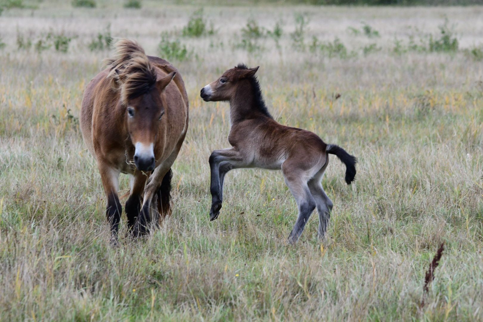 image-dc12a7184a5cfdbe9fc22e4580a349725c1c8ea3-1620x1080-jpg