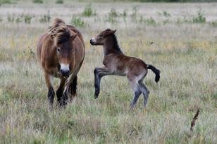 image-dc12a7184a5cfdbe9fc22e4580a349725c1c8ea3-1620x1080-jpg