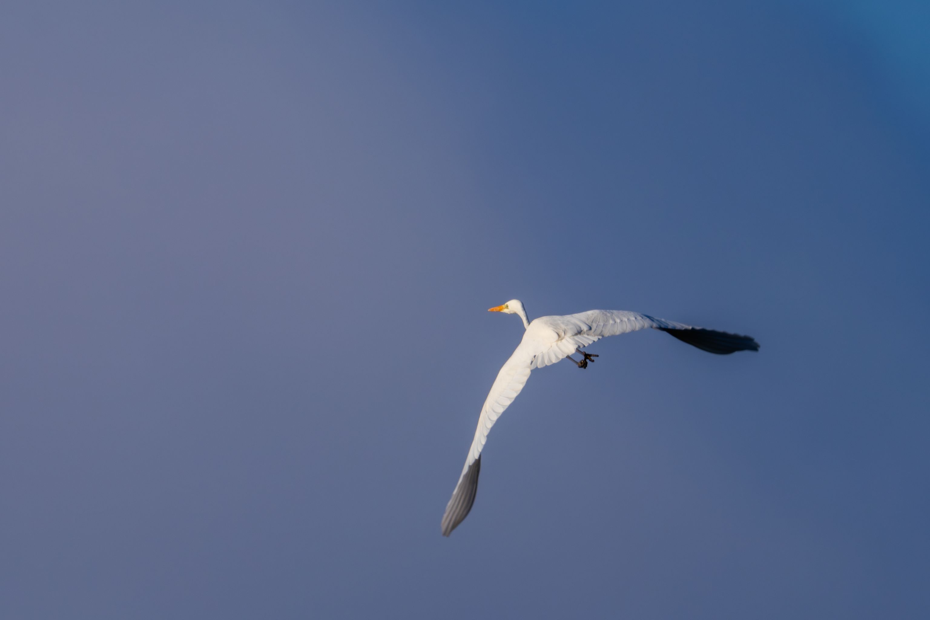 image-e049c1e93a79301a1fe8003fe465b1fe9d6a1239-4242x2828-jpg