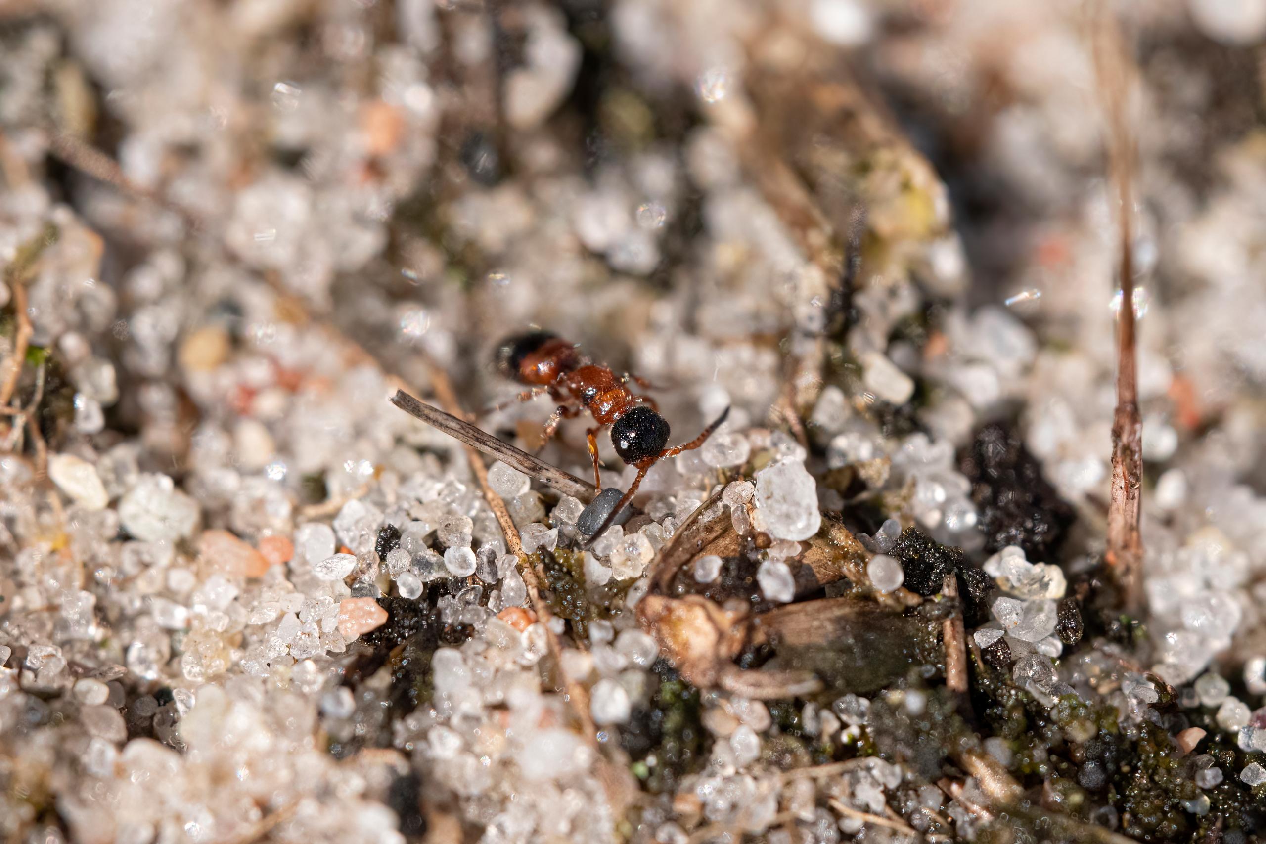Myrmosa atra