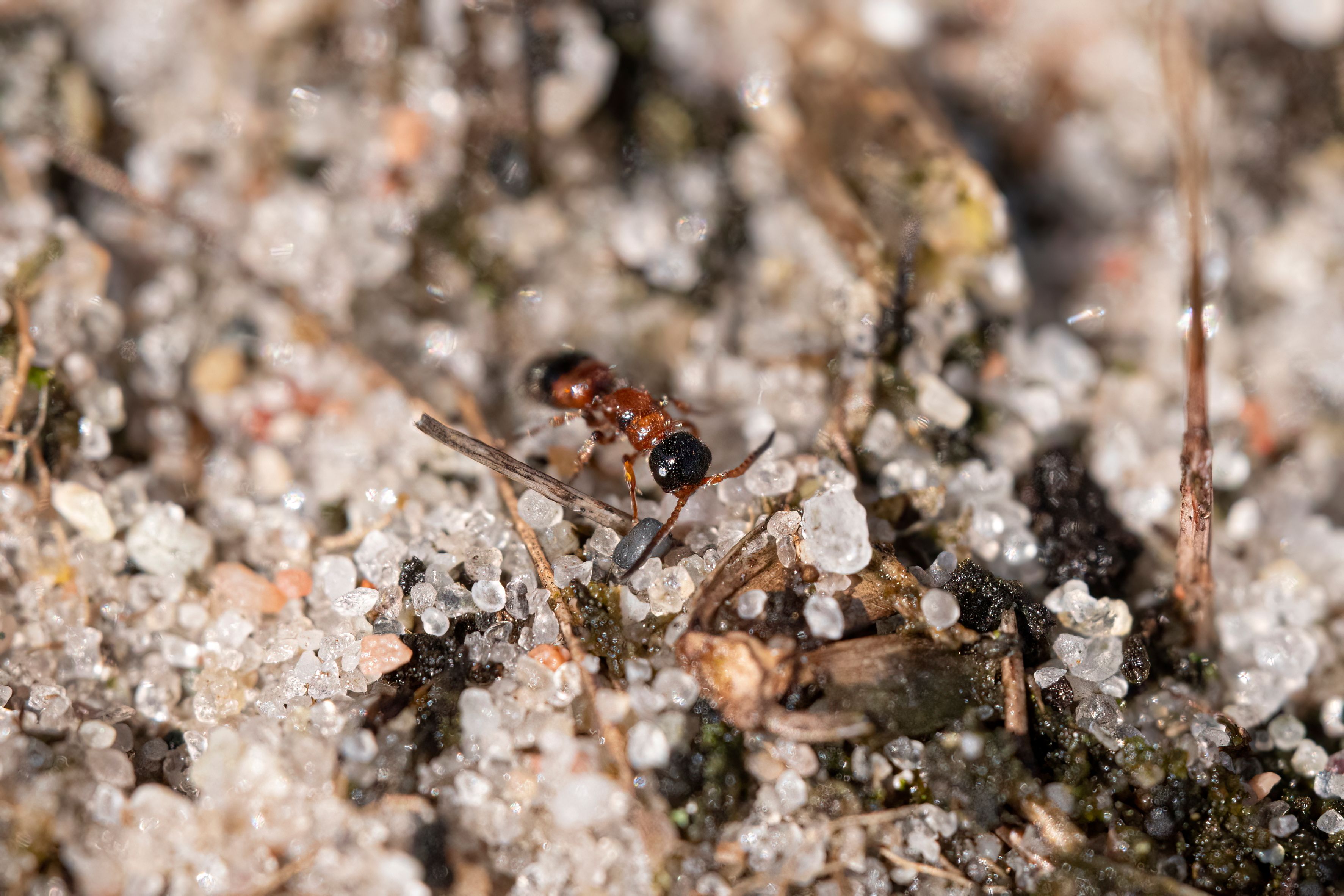 Myrmosa atra