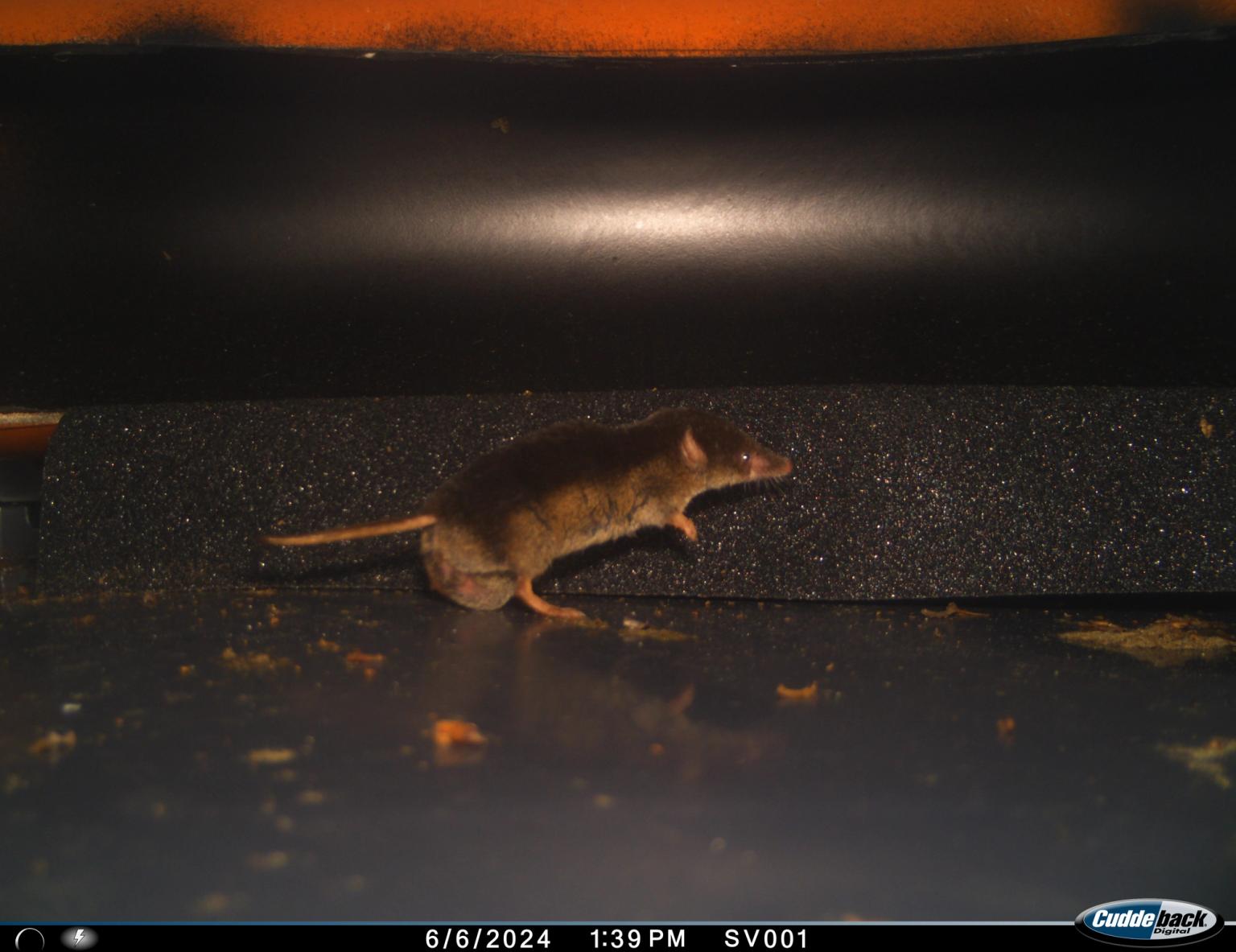 image-e89a79a63800f5cdb9ab4d0e386ad40cf3b594fe-5152x3968-jpg