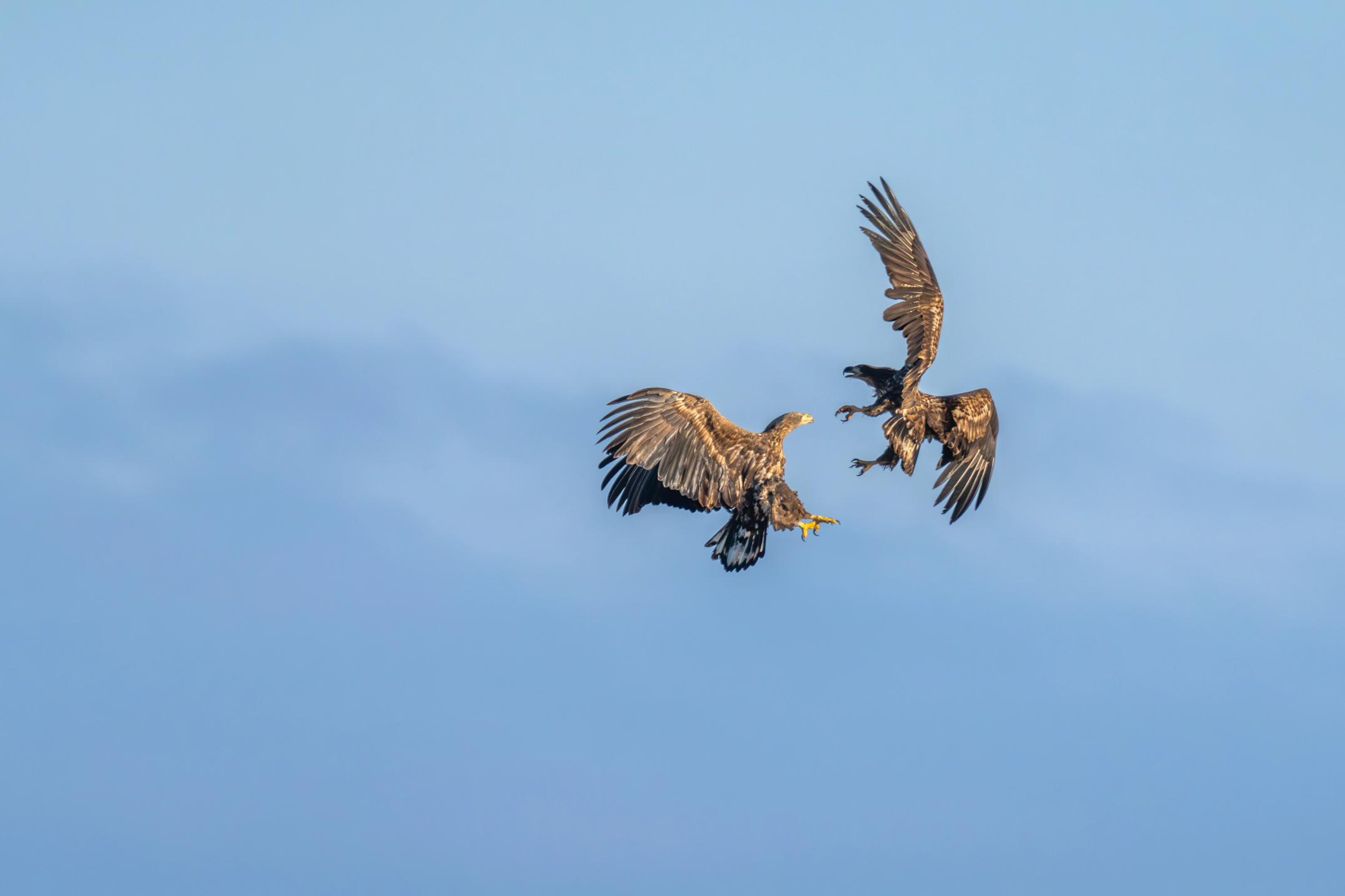 image-eec169db1ec919bd5a3d98d0ffb04c53a3b67a5d-5880x3920-jpg