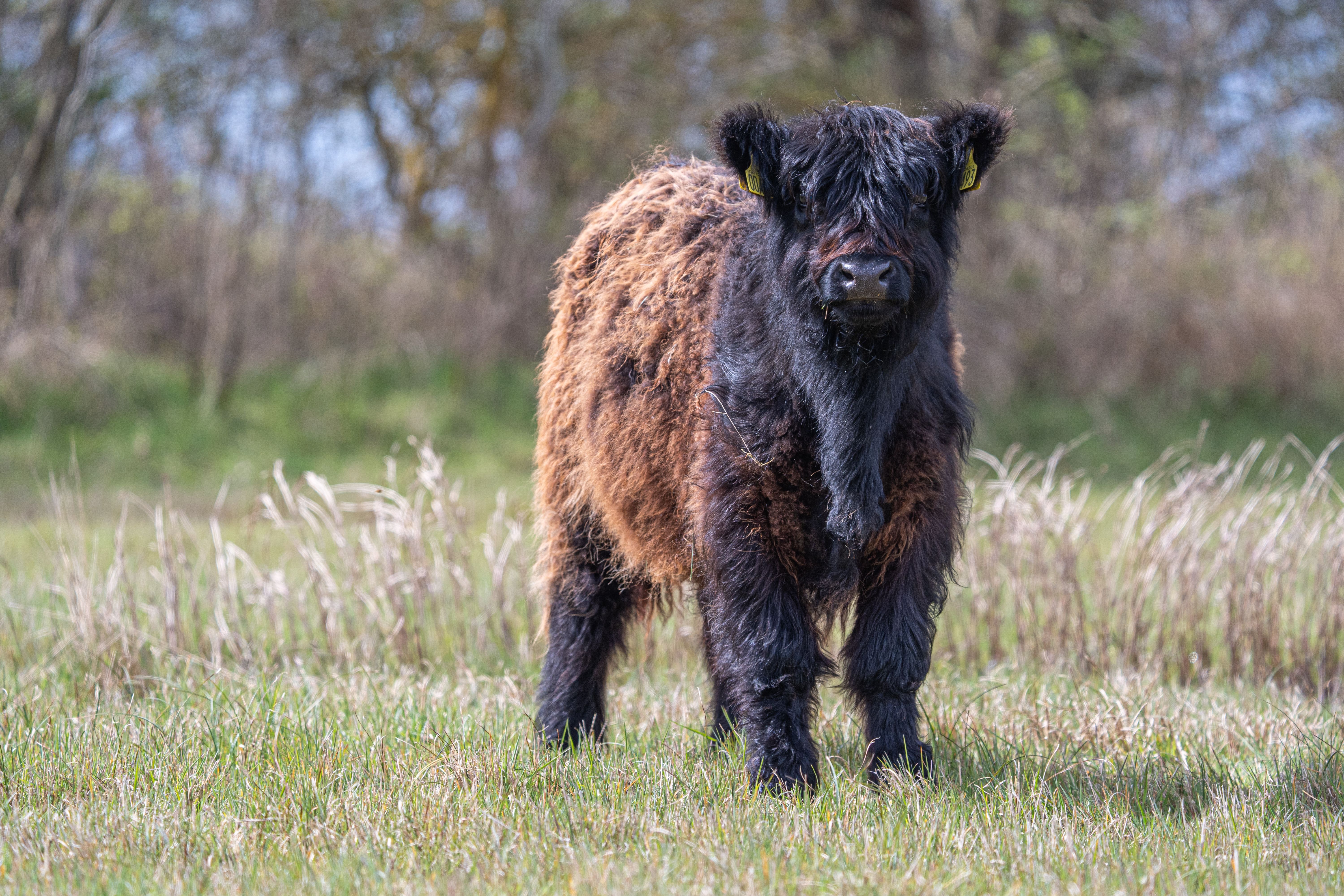 Galloway kalv kigger ind i kamera