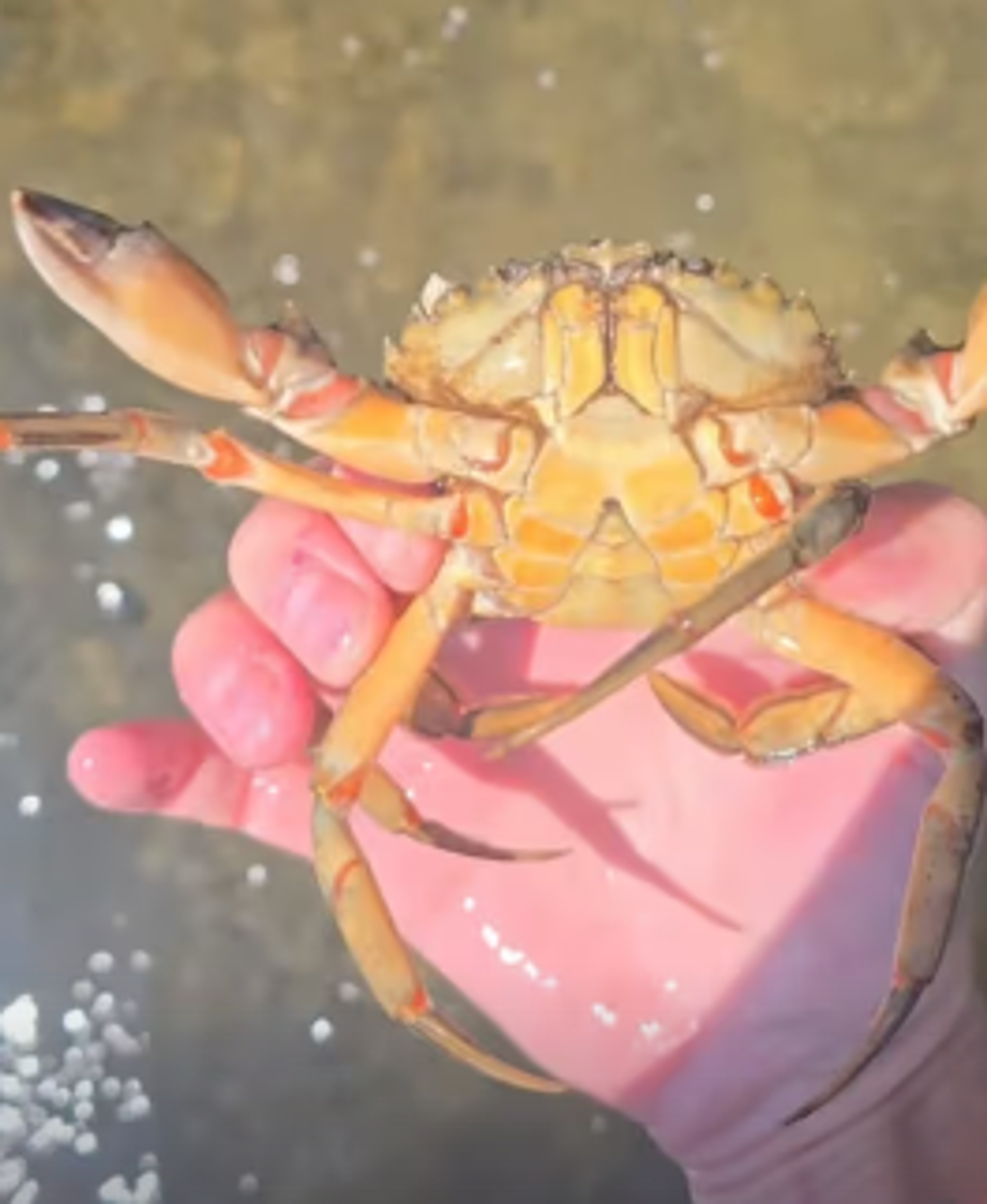 image-ef48f05f55fd8d023c8ca788f01dd2686057032c-264x322-png