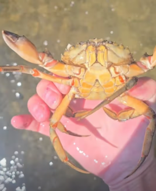 image-ef48f05f55fd8d023c8ca788f01dd2686057032c-264x322-png