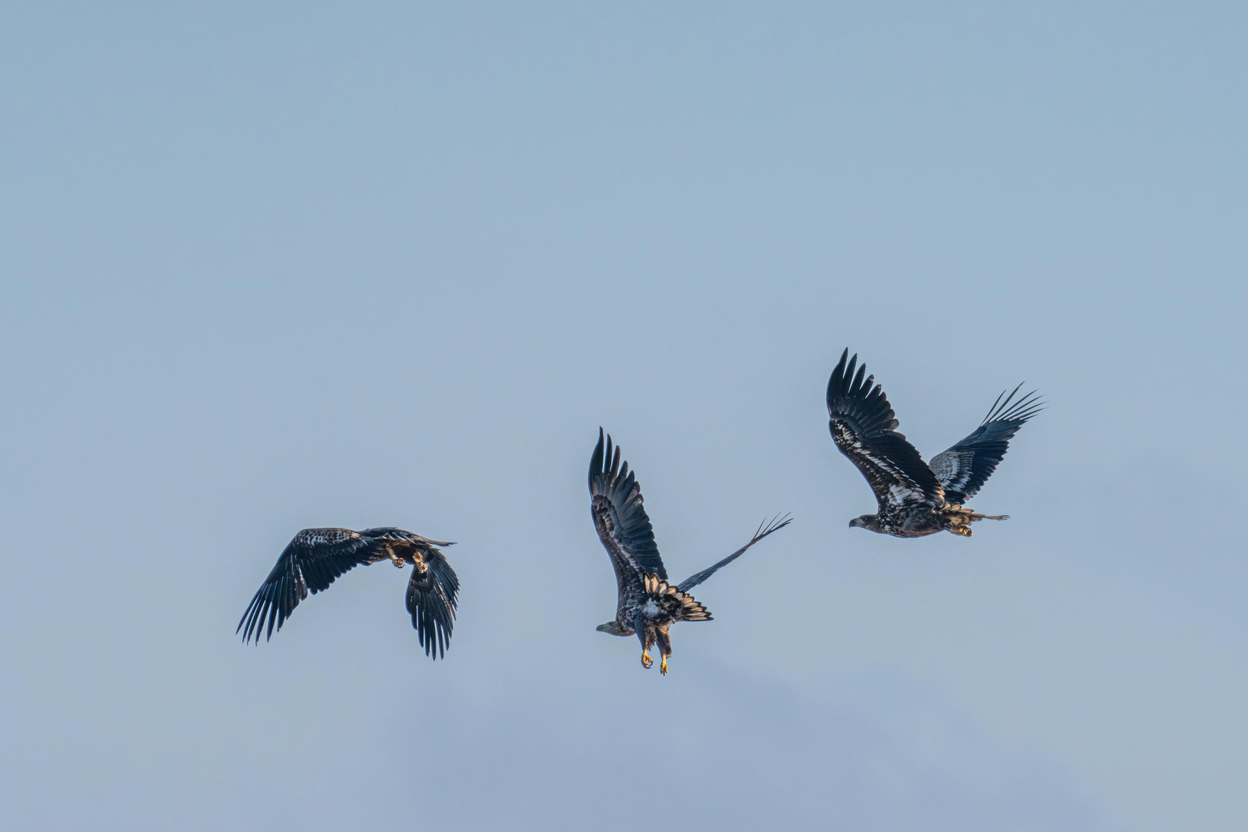 Three white-tailed eagles flying together in Saksfjed Wilderness