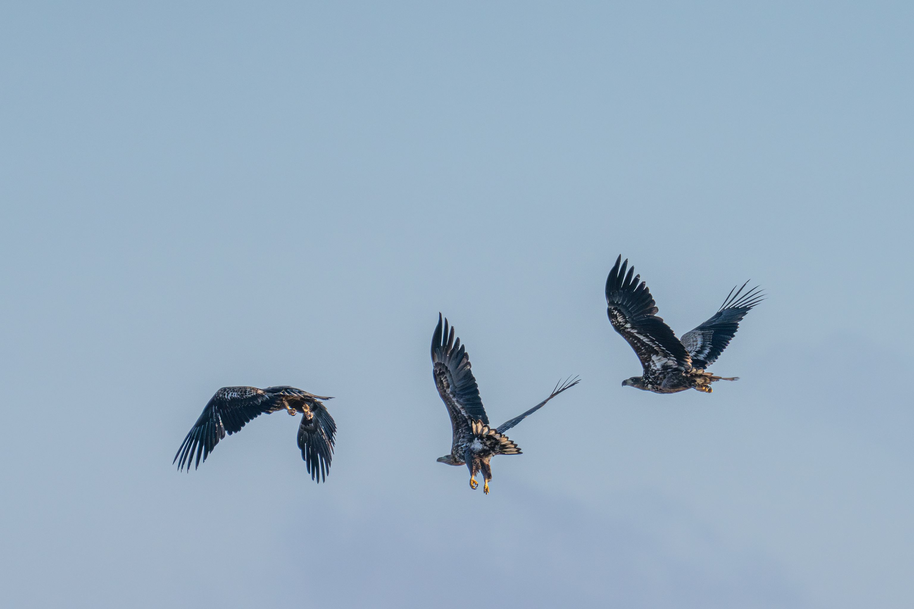 Three white-tailed eagles flying together in Saksfjed Wilderness