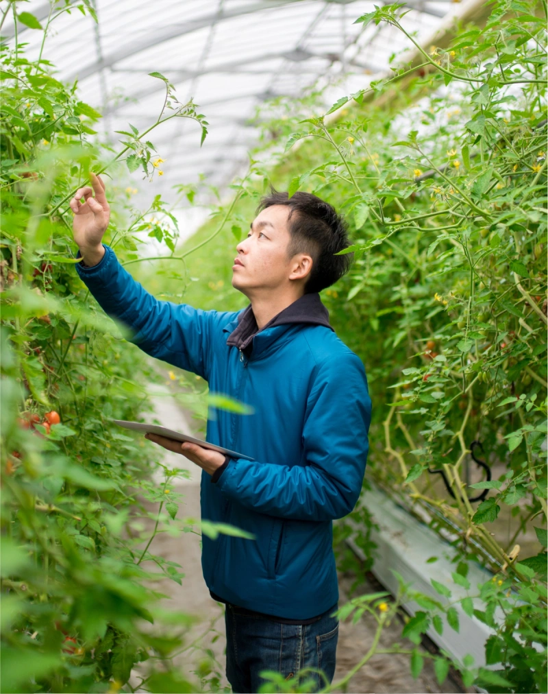 A biologist examining a plant in a greenhouse