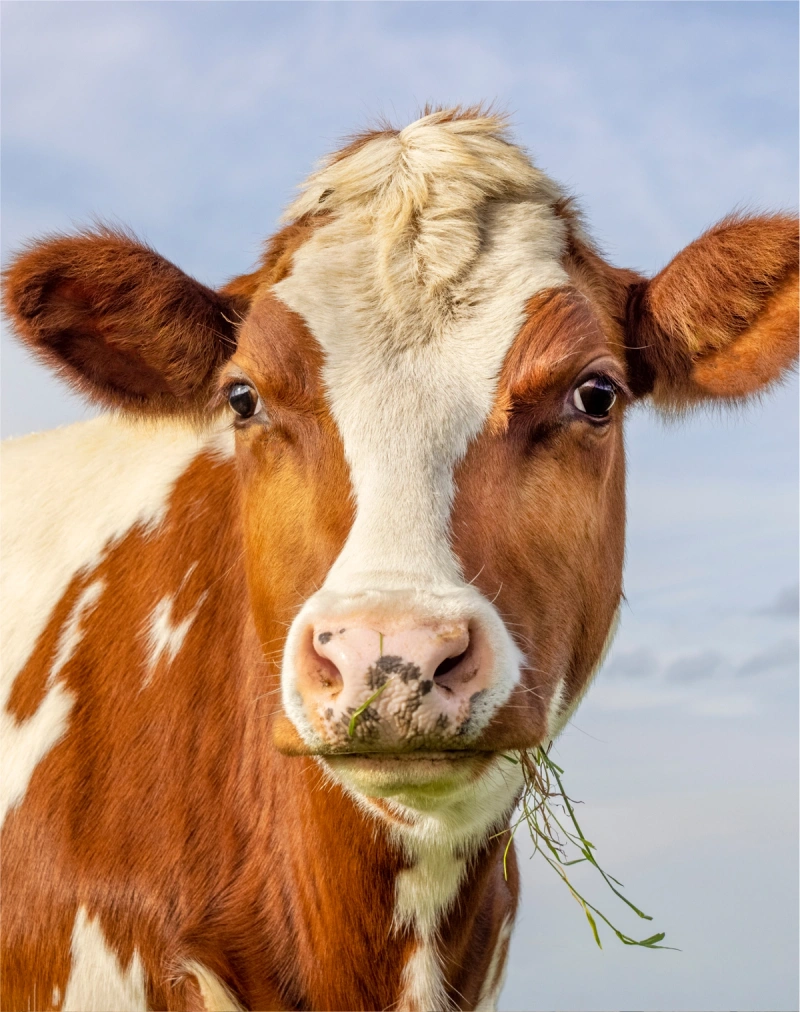 A portrait shot of a cow
