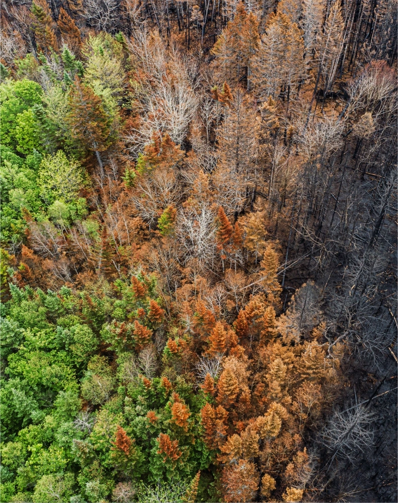 Aerial view of a forest damaged by fire