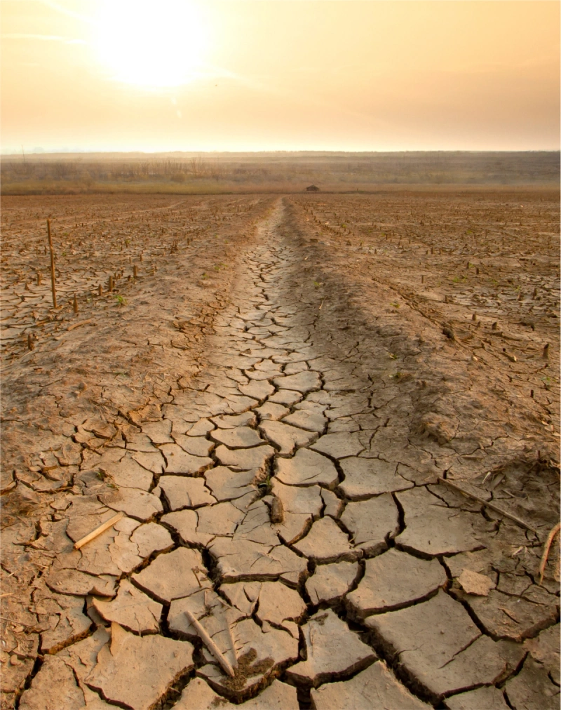 Croplands damaged by severe drought