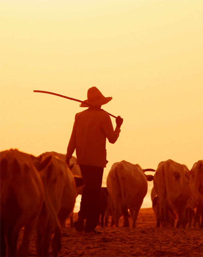A farmer herding cattle
