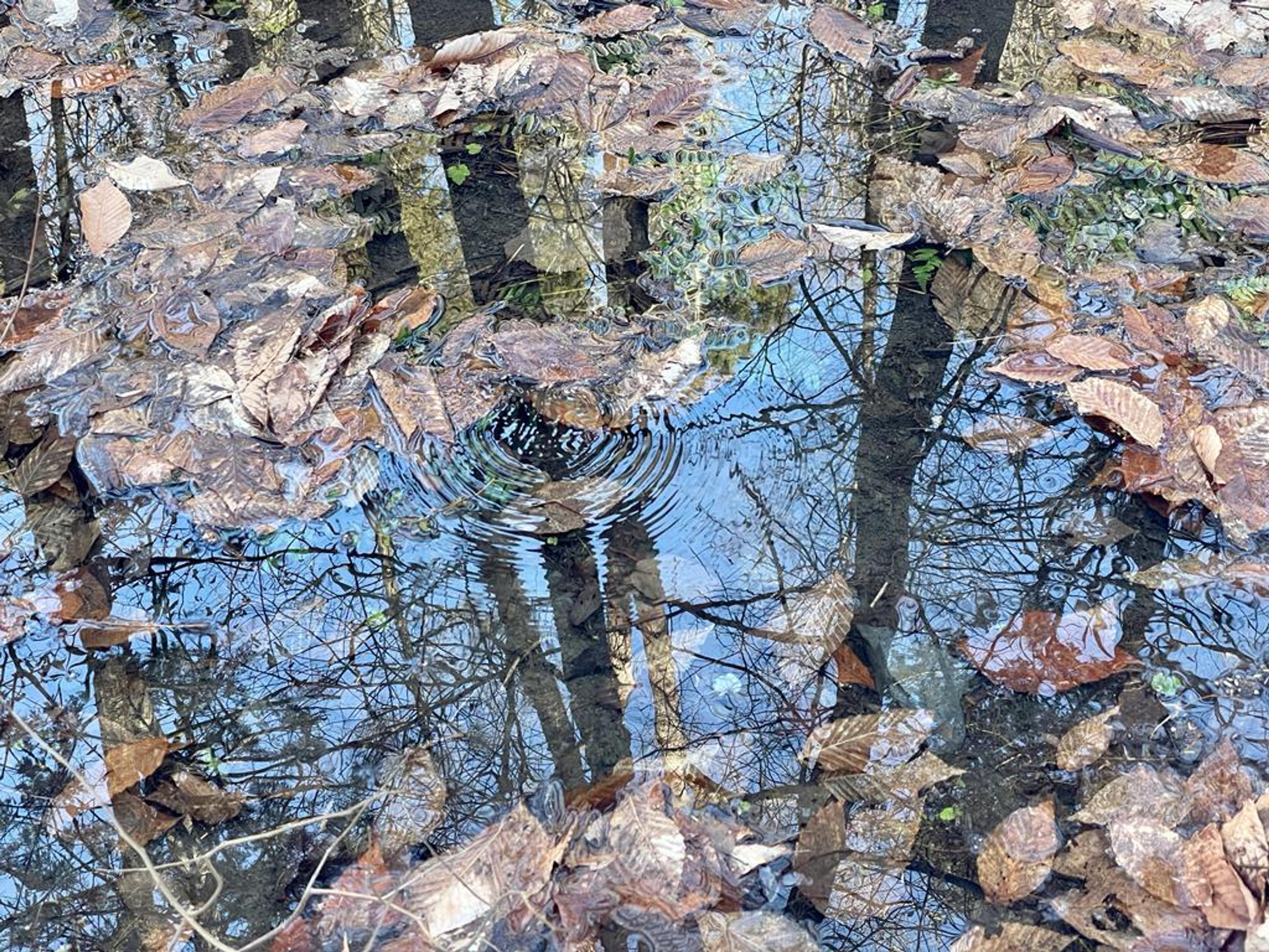 A whirlpool of concentric circles on the surface of a puddle, perhaps the residual affect of a droplet of melting snow, falling from the trees above. The tree trunks and spidery branches are reflected in the puddle, bare silhouettes against the palest blue sky. Layers of leaves, beige-salmon-chestnut brown, cluster in the puddle. The image has a hallucinatory feel, the vortex of rippling circles, the reflections of branches like strands of a cobweb, the leaves disturbing perspective, making it hard for the eye to settle. 