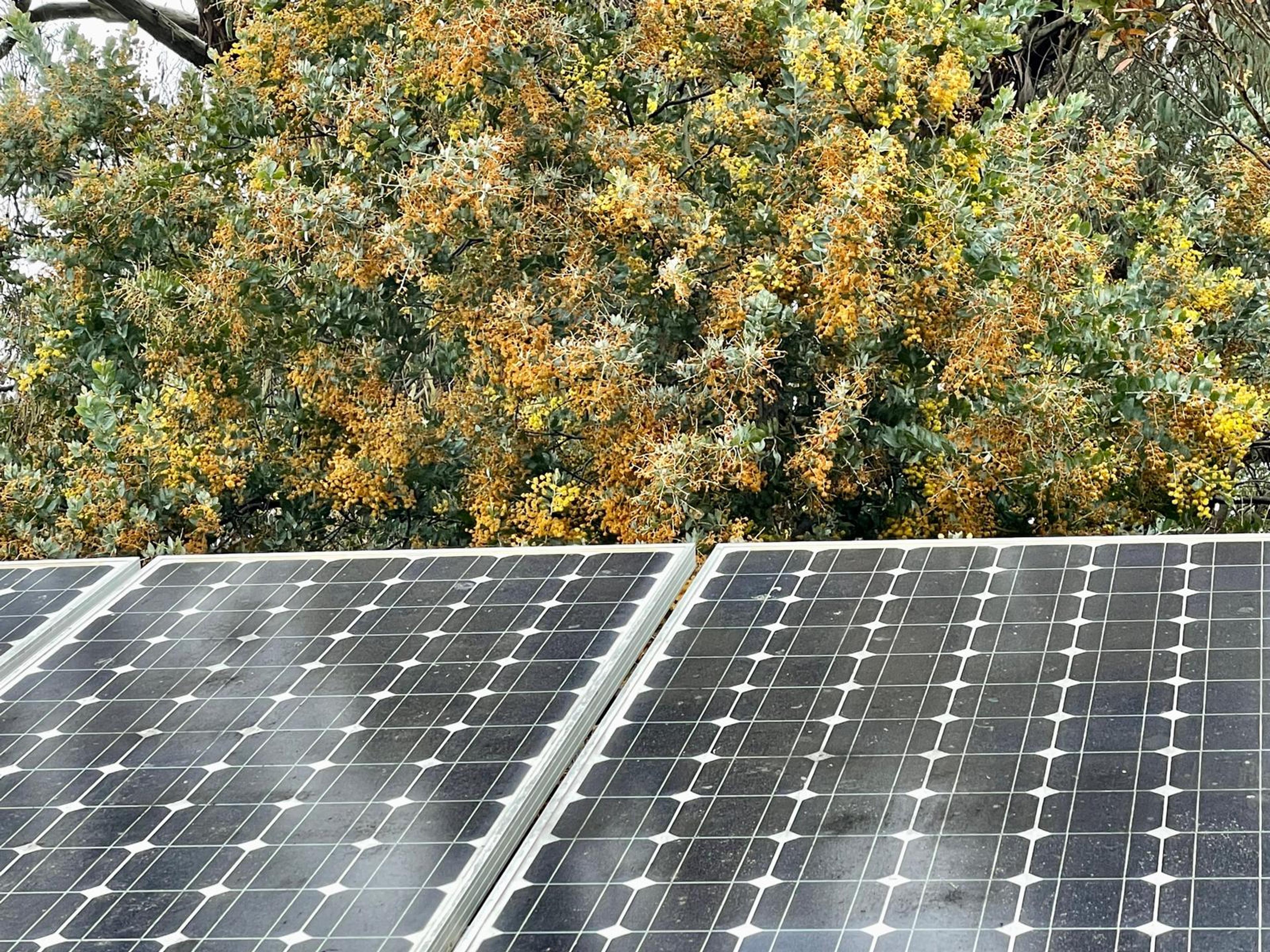 Grey bordered solar panels tilt upwards to draw in the rays of sun. We are in front of the panels. A circuit grid wired over their surface could be read as a white-on-black geometric painting, but interrupted by the reflections of smoke-like clouds drifting overhead. The panels cover the lower half of the image. The upper half is a wattle bush. Some of the yellow blooms still cling like clusters of puffballs, but most have turned an orange-tinged brown, signalling the tail end of Spring. In the upper left corner, a grey-brown branch creeps into the frame. 