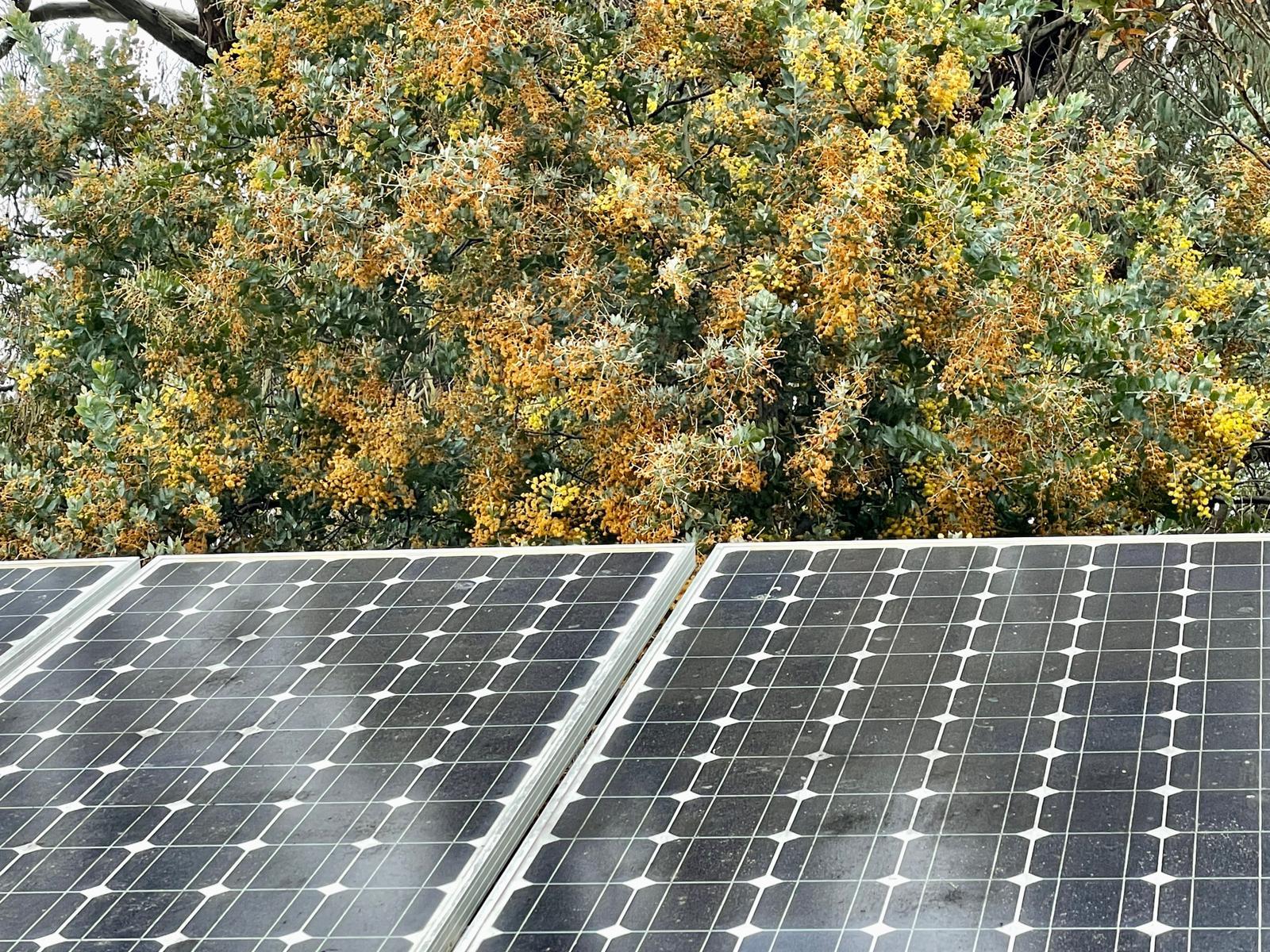 Grey bordered solar panels tilt upwards to draw in the rays of sun. We are in front of the panels. A circuit grid wired over their surface could be read as a white-on-black geometric painting, but interrupted by the reflections of smoke-like clouds drifting overhead. The panels cover the lower half of the image. The upper half is a wattle bush. Some of the yellow blooms still cling like clusters of puffballs, but most have turned an orange-tinged brown, signalling the tail end of Spring. In the upper left corner, a grey-brown branch creeps into the frame.