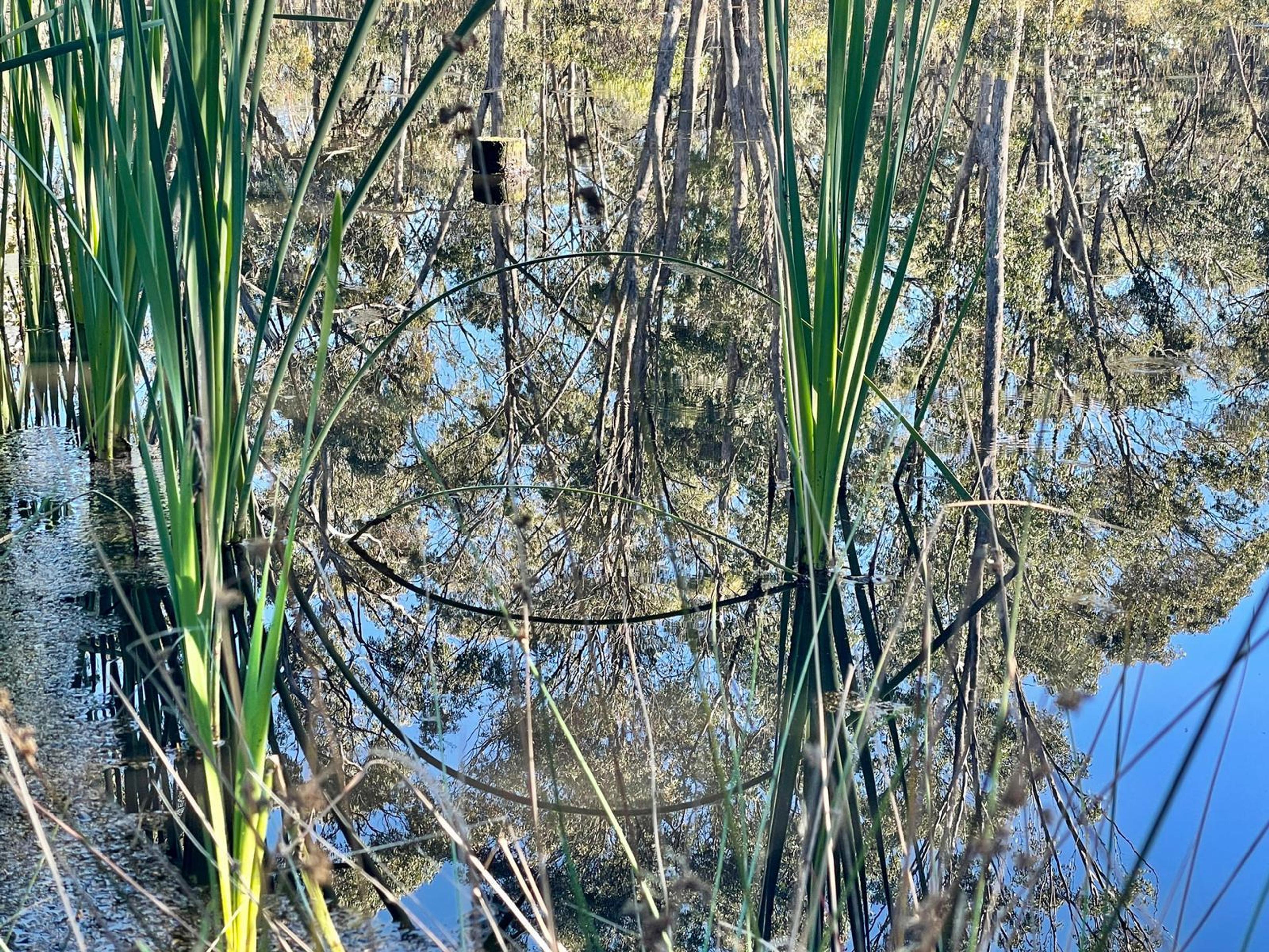 Eucalypts and blue sky, grading from teal to cerulean, are photographed upside down on the surface of a dam in Djaara country, interrupted by the slender green leaves of bulrushes growing in the shallows. The leaves splay like ikebana bouquets. Two have bent in arcs, so that the leaves and their reflections form an almond shaped eye, looking back at the viewer. 