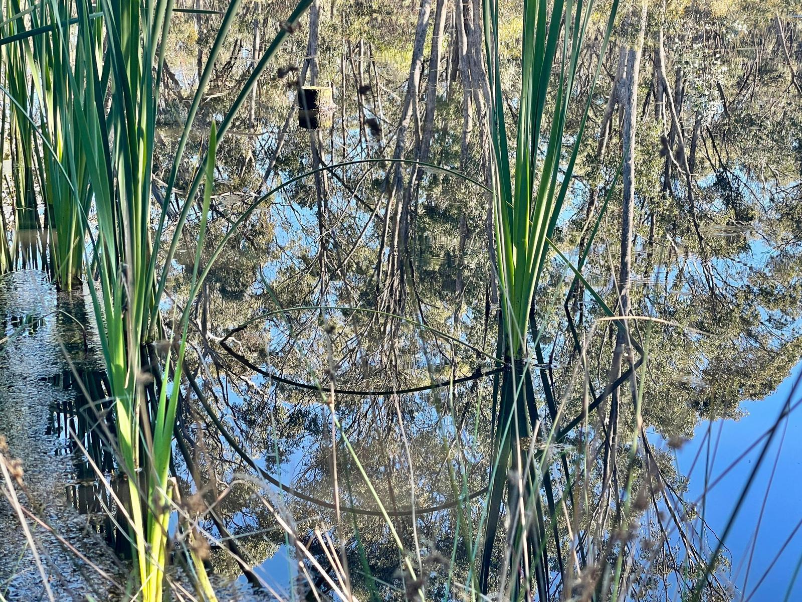 Eucalypts and blue sky, grading from teal to cerulean, are photographed upside down on the surface of a dam in Djaara country, interrupted by the slender green leaves of bulrushes growing in the shallows. The leaves splay like ikebana bouquets. Two have bent in arcs, so that the leaves and their reflections form an almond shaped eye, looking back at the viewer.