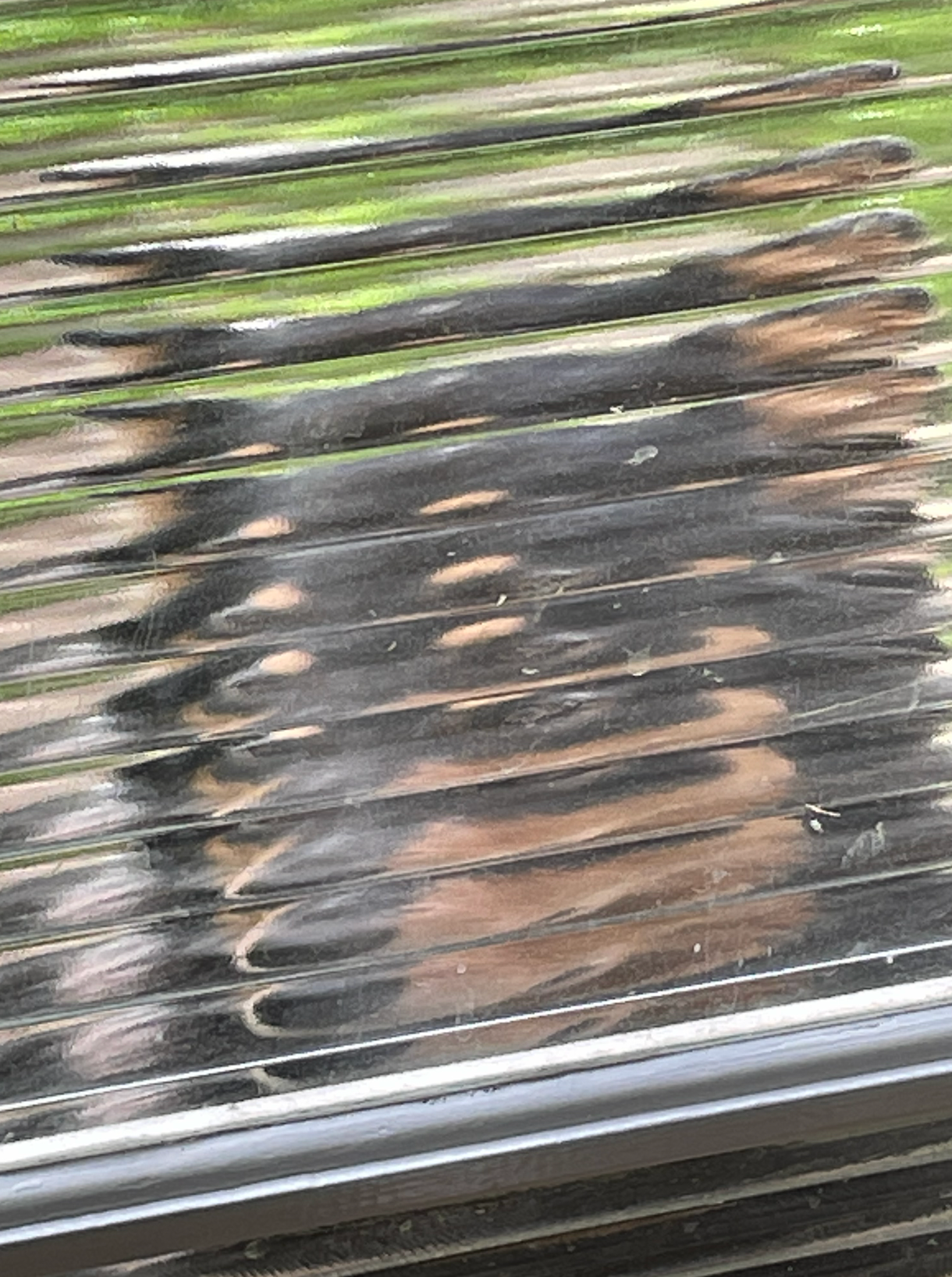 In the morning a wolf-like dog sits patiently outside a ribbed glass door wanting to come inside. His fluffy face mostly mottled black and grey with tan highlights contouring his snout. The ribbed glass refracts his figure, abstracting his portrait into a series of overlapping concertina panels. Behind his pointy ears is a blanket of green.