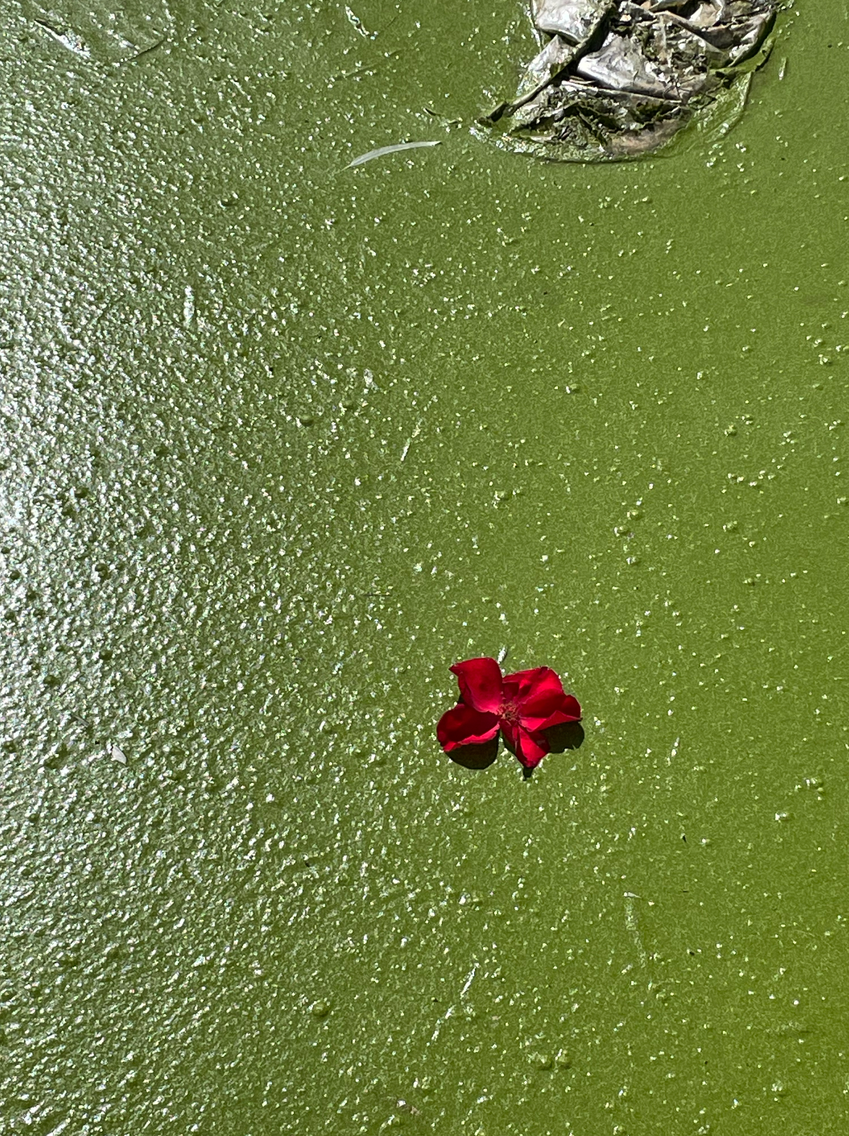 A slimy pond dense and uniform like a putting green. The afternoon sun reflects from the left side rendering the bumpy texture of the seated algae. A piece of mouldy trash, possibly discarded white fabric that has been dragged through dirt, tossed and discarded. Sitting elegantly a red heart coloured rose—stuck in the swampy bloom.