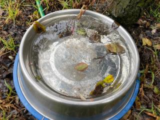 A silver dog bowl with a sky blue rim, on sodden grass. Rainwater that is unusually clear fills the bowl with just a little space to spare. A handful of leaves from a climbing rose above have drifted into the bowl. Some drape over the rim, others have sunk to the depths, their form disguised by rippling light. One small leaf floats on the surface, close to the centre of the image frame, pale yellow green along the spine, with blush pink along its outer body. A green hose with a hint of yellow stripe sneaks into the frame on the top edge. The green of the hose is brighter than the muted green of the tufts of grass, which mingle with the mahogany brown fallen leaves surrounding the bowl. 