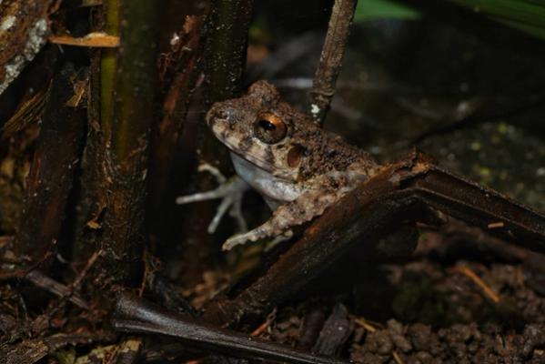 Avistamentos nocturnos