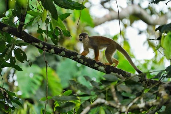 Monos en Maskani Wasi