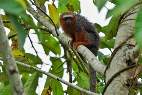 Cotoncillo en Maskani Wasi