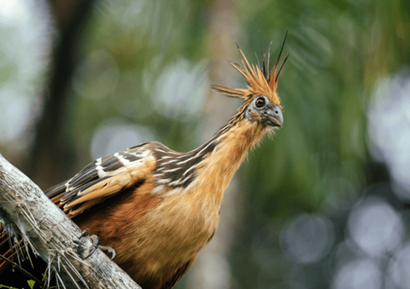 Hoatzin - Maskani Wasi - Pavo de Monte