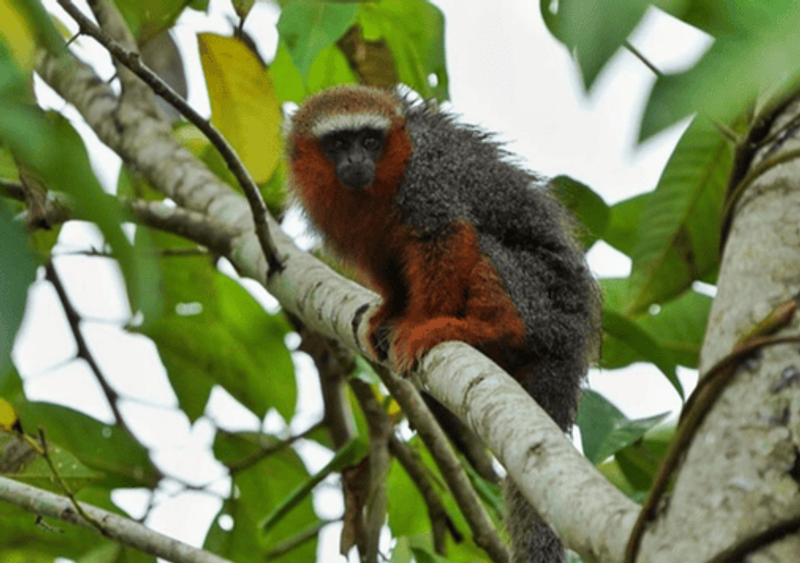 Caminatas en el bosque de Maskani Wasi
