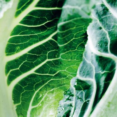 BlomkΓ₯lssalat med blomkΓ₯ls-creme og vinaigretteβββββο»Ώβο»Ώββββββο»Ώο»Ώβο»Ώβββββββββο»Ώββββββο»Ώββββββο»Ώβββββββο»Ώβο»Ώββββββο»Ώββββββο»Ώβββο»Ώββββο»Ώβββββββο»Ώο»Ώββββββο»Ώββββββββββο»Ώβββββββββββββββο»Ώβββββββββββο»Ώβββο»Ώβββο»Ώβββο»Ώβο»Ώβο»Ώββββο»Ώο»Ώββο»Ώο»Ώββο»Ώββββββο»Ώβββββββο»Ώβββο»Ώβο»Ώββο»Ώββο»Ώβο»Ώββββββο»Ώββββββο»Ώβββο»Ώββββο»Ώββο»Ώβο»Ώβο»Ώβββο»Ώββββββββββββο»Ώο»Ώββο»Ώο»Ώββββββο»Ώββο»Ώββββββββο»Ώββο»Ώββββο»Ώο»Ώβββββββββββββο»Ώββββο»Ώο»Ώββο»Ώβββο»Ώο»Ώβββββββββο»Ώο»Ώββο»Ώβββο»Ώβββββββο»Ώβο»Ώββββββο»Ώββο»Ώβββββββο»Ώββββββββο»Ώο»Ώββο»Ώββο»Ώβο»Ώβββββββββο»Ώο»Ώββββββββββο»Ώβββο»Ώβββββββββββο»Ώββββββββο»Ώββββββο»Ώβββο»Ώβο»Ώβο»Ώββββο»Ώββο»Ώβββο»Ώβββο»Ώβο»Ώβο»Ώββββο»Ώββο»Ώβββο»Ώβο»Ώβο»Ώββββββββο»Ώββο»Ώβββββββββββο»Ώβββο»Ώβο»Ώβββββο»Ώβο»Ώβββββββββο»Ώβββββββββββο»Ώβο»Ώβο»Ώβββο»Ώβββο»Ώβββββββο»Ώο»Ώββο»Ώβββββββββο»Ώβββββο»Ώβββββββο»Ώβο»Ώβο»Ώβββββββο»Ώβββββββο»Ώο»Ώβββββββο»Ώββββββββο»Ώββββββο»Ώβββββββο»Ώββο»Ώβββο»Ώο»Ώο»Ώβββββββββο»Ώβο»Ώβββββββββο»Ώββββο»Ώββο»Ώο»Ώββββββο»Ώβββο»Ώβββο»Ώβββο»Ώβο»Ώβββββο»Ώβο»Ώβββββββββο»Ώβββββββββββο»Ώββββββββο»Ώββββββο»Ώβββββββο»Ώβββο»Ώβο»Ώββο»Ώββο»Ώβο»Ώββββββο»Ώββββββο»Ώβββο»Ώββββο»Ώββο»Ώβο»Ώβο»Ώβββο»Ώββββββββββββο»Ώο»Ώβββββββββββββο»Ώο»Ώββββββββββο»Ώβββο»Ώβββββββββββο»Ώββββββββο»Ώββββββο»Ώβββο»Ώβο»Ώβο»Ώββββο»Ώββο»Ώβββο»Ώβββο»Ώβο»Ώβο»Ώββββο»Ώββο»Ώβββο»Ώβο»Ώβο»Ώββββββββο»Ώββο»Ώβββββββββββο»Ώβββο»Ώβο»Ώβββββο»Ώβο»Ώβββββββββο»Ώβββββββββββββββο»Ώβββο»Ώβββο»Ώβββββββο»Ώο»Ώββο»Ώβββββββββο»Ώβββββο»Ώβββββββββββο»Ώβββββββο»Ώβββββββο»Ώο»Ώβββββββο»Ώββββββββο»Ώββββββο»Ώβββββββο»Ώββο»Ώβββββββο»Ώβββββββο»Ώβββο»Ώβο»Ώβο»Ώβββββββββο»Ώβο»Ώβββββββο»Ώβββββββο»Ώο»Ώββο»Ώβββο»Ώββββββββο»Ώββββββο»Ώβο»Ώβββββββββββββββββο»Ώο»Ώβ