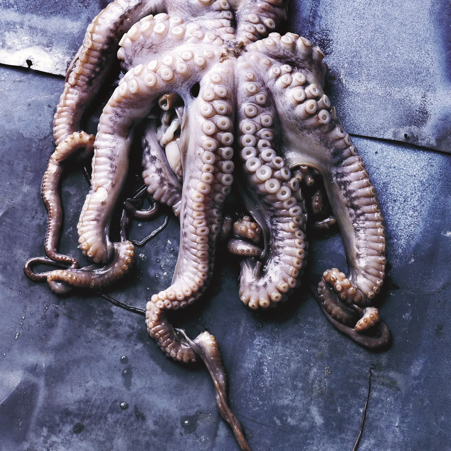 Blæksprutte med kartoffel