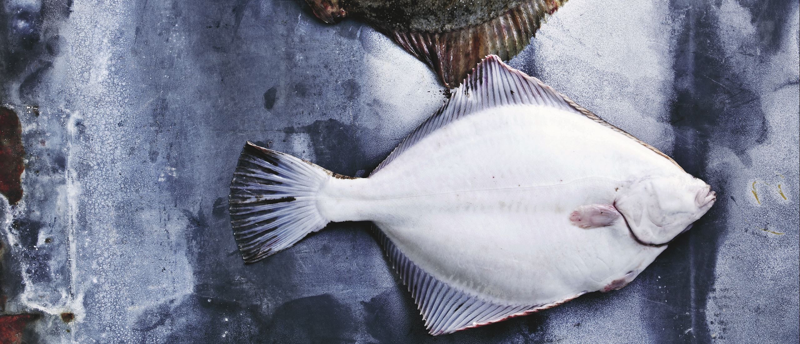 WWF Verdensnaturfonden og Meyers Kantiner støtter bæredygtigt fiskeri fra havene omkring Danmark