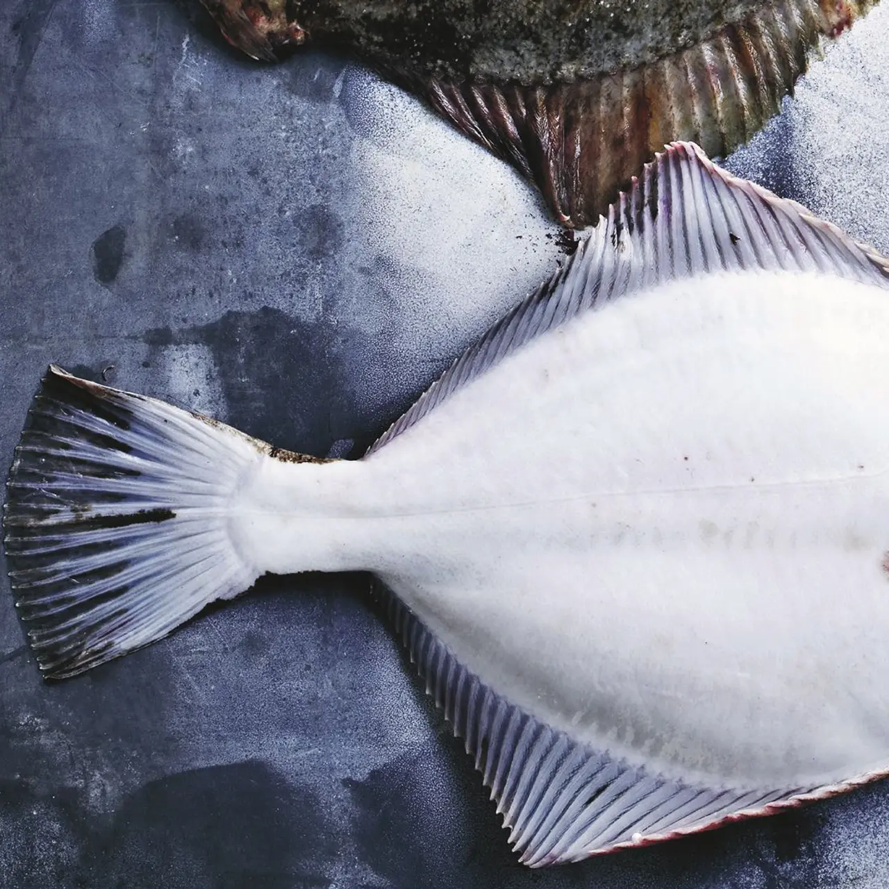 WWF Verdensnaturfonden og Meyers Kantiner støtter bæredygtigt fiskeri fra havene omkring Danmark