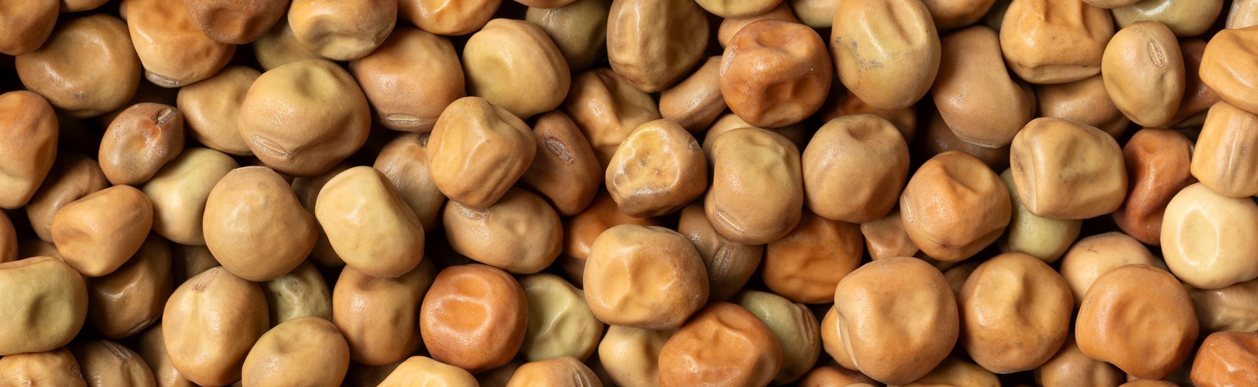 Brun Ært fra Nakskov