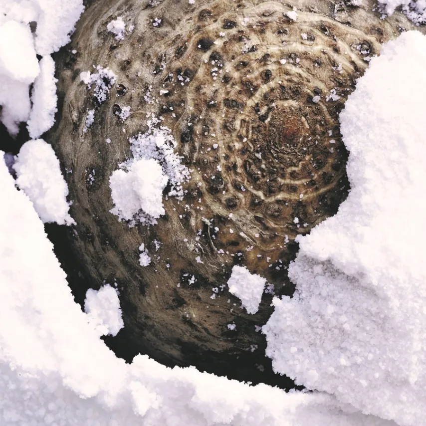 Saltbagt selleri med 'juledrys'
