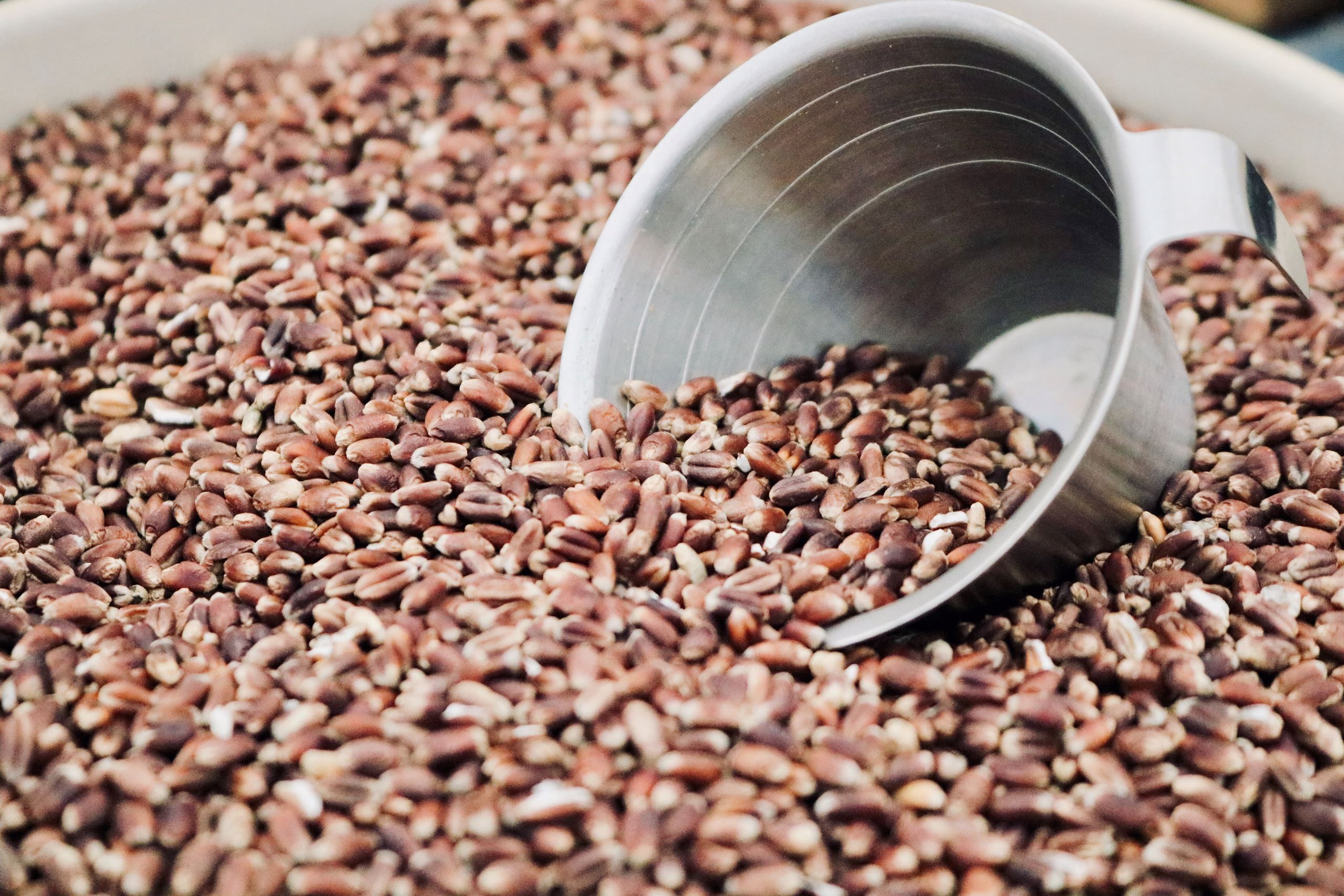 Masterclasses i bælgfrugter og fremtidens brødkultur