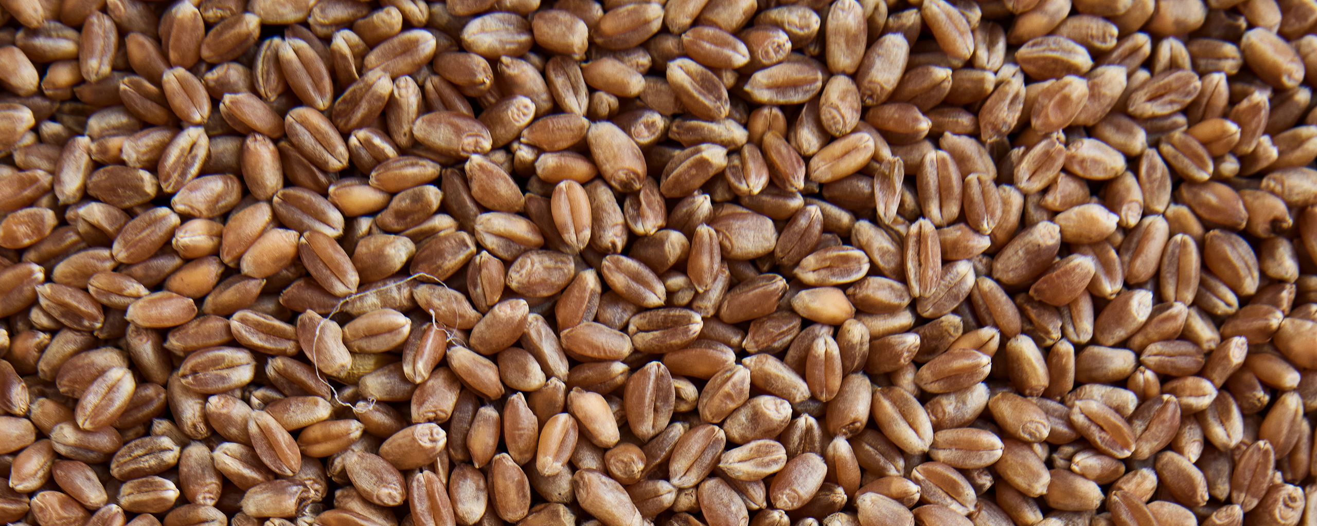 Den danske kornsort fra Mariager