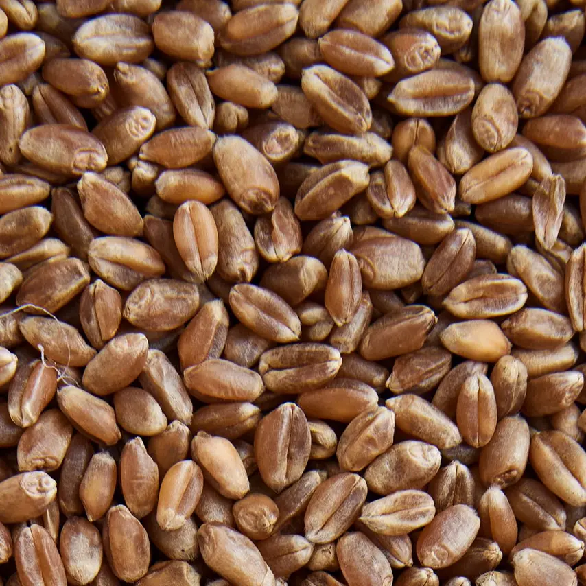 Den danske kornsort fra Mariager