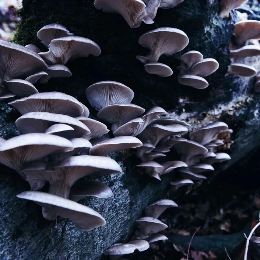 Risottokugler med pigsvampe