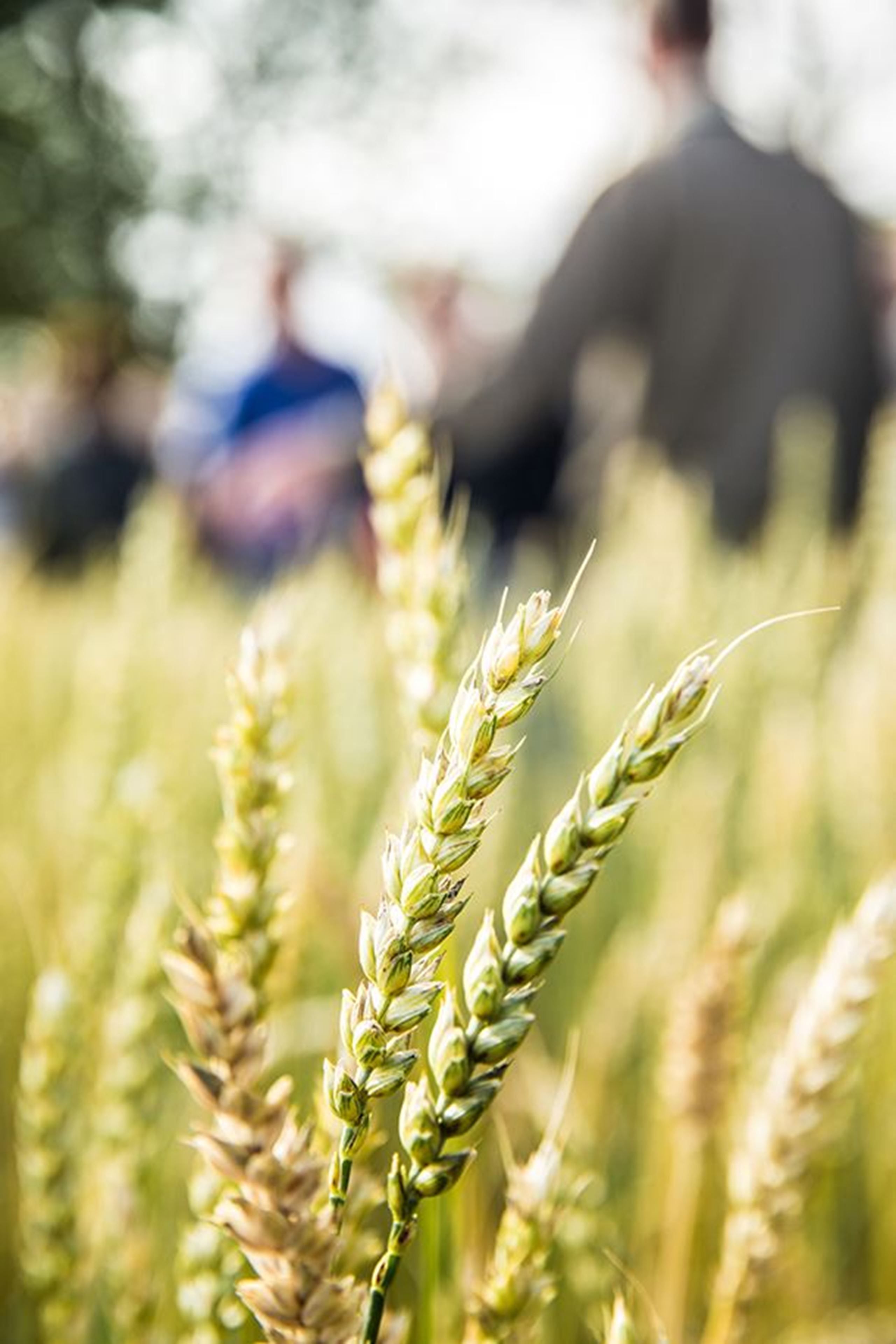 5 gode grunde til at vælge økologi
