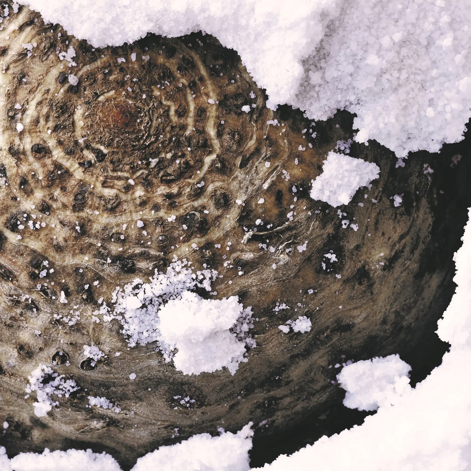 Vegansk kompot af knoldselleri og græskar