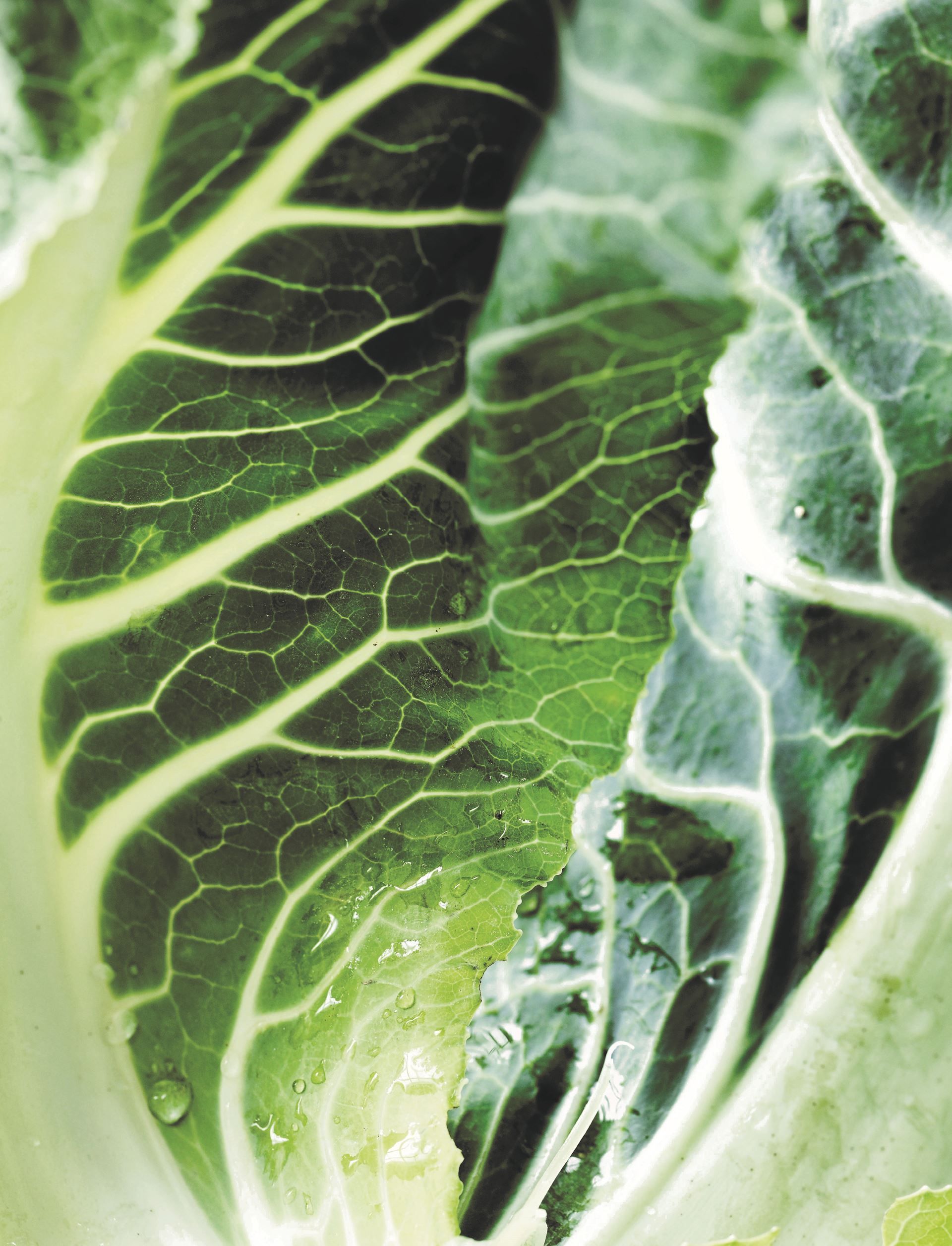 Blomkålssuppe med ansjos og chili