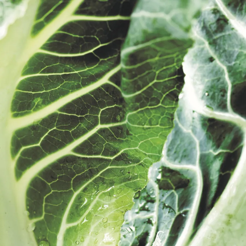 Blomkålssuppe med ansjos og chili