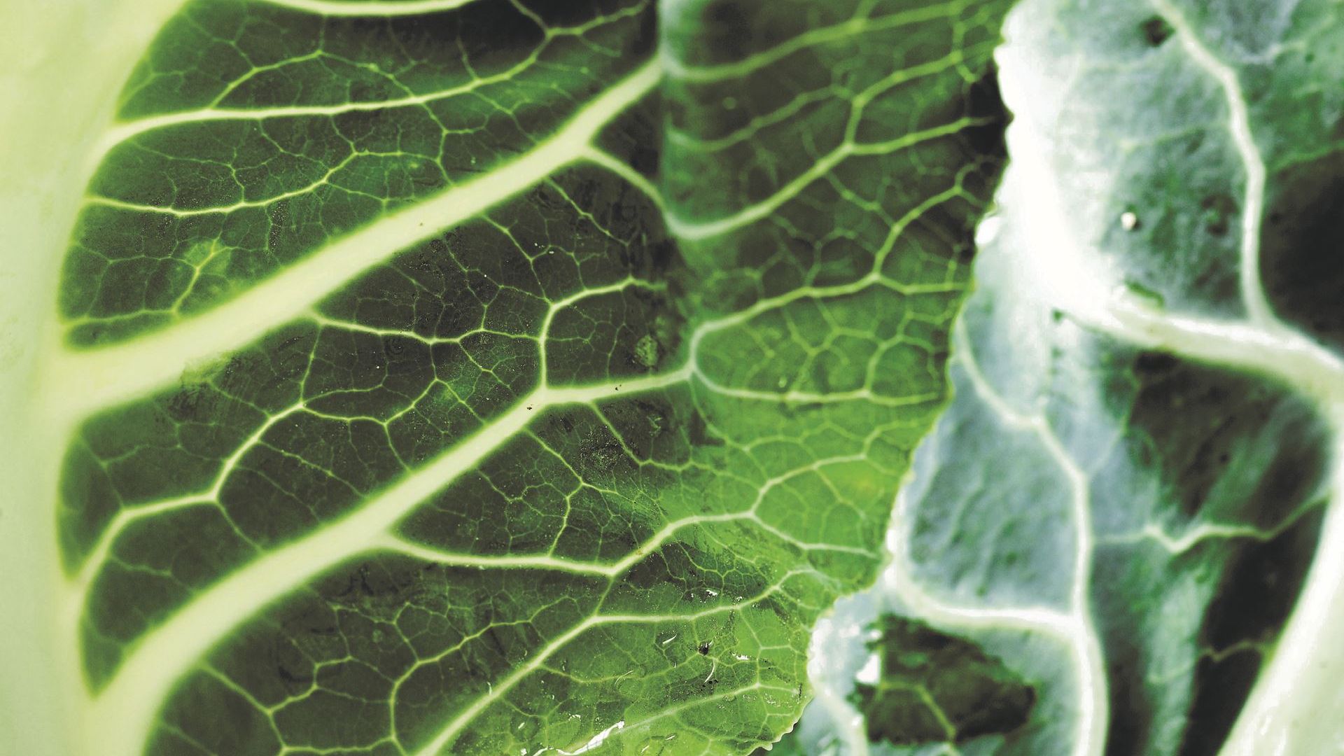 Blomkålssuppe med ansjos og chili