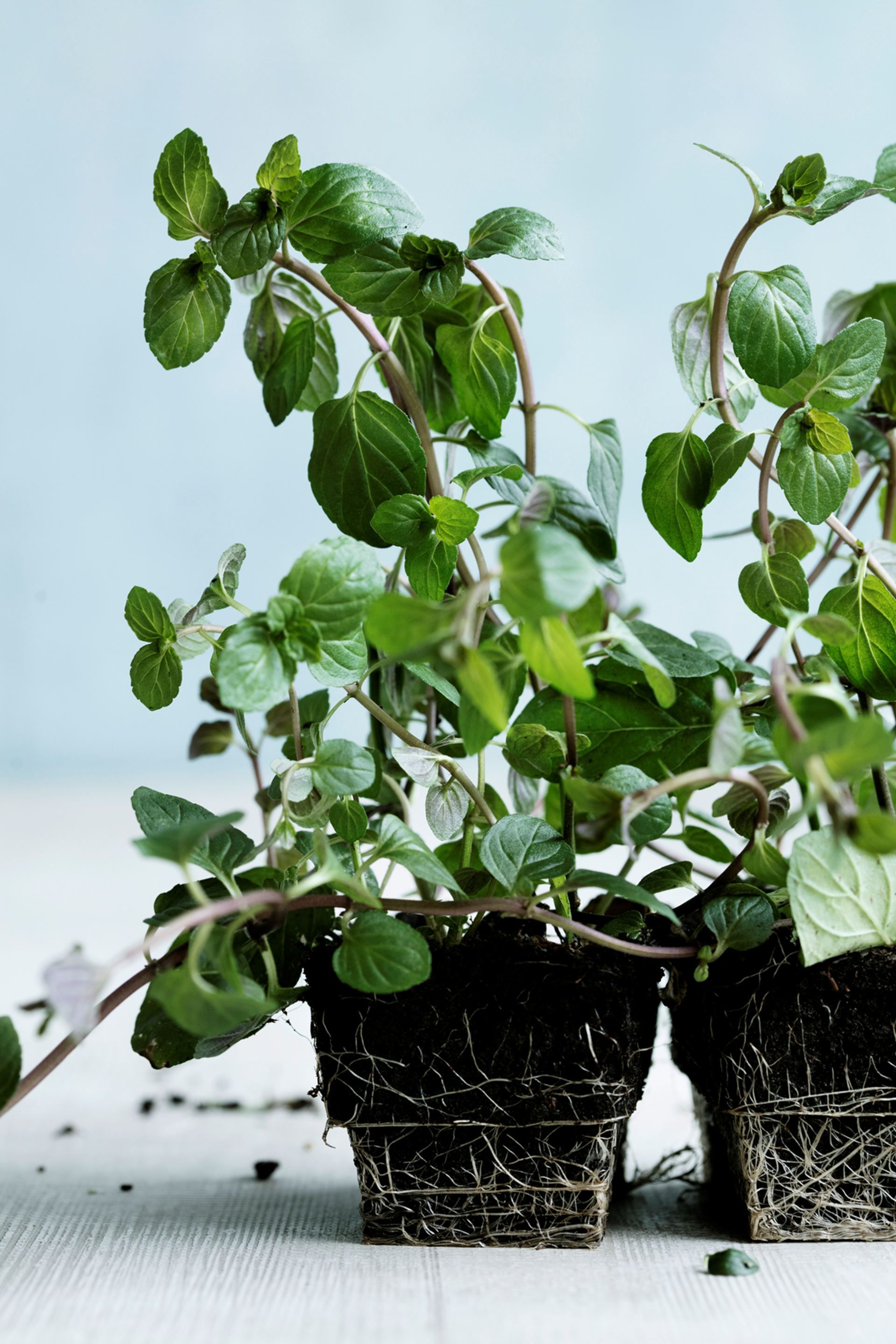 Ayran med mynte​​​​‌﻿‍﻿​‍​‍‌‍﻿﻿‌﻿​‍‌‍‍‌‌‍‌﻿‌‍‍‌‌‍﻿‍​‍​‍​﻿‍‍​‍​‍‌﻿​﻿‌‍​‌‌‍﻿‍‌‍‍‌‌﻿‌​‌﻿‍‌​‍﻿‍‌‍‍‌‌‍﻿﻿​‍​‍​‍﻿​​‍​‍‌‍‍​‌﻿​‍‌‍‌‌‌‍‌‍​‍​‍​﻿‍‍​‍​‍‌‍‍​‌﻿‌​‌﻿‌​‌﻿​​‌﻿​﻿​﻿‍‍​‍﻿﻿​‍﻿﻿‌‍﻿‌‌‍‌‌‌﻿‍‌‌‍‌‌‌﻿​‍‌﻿​﻿​‍﻿‍‌﻿​﻿‌‍​‌‌‍﻿‍‌‍‍‌‌﻿‌​‌﻿‍‌​‍﻿‍‌﻿​﻿‌﻿‌​‌﻿‌‌‌‍‌​‌‍‍‌‌‍﻿﻿​‍﻿﻿‌‍‍‌‌‍﻿‍‌﻿‌​‌‍‌‌‌‍﻿‍‌﻿‌​​‍﻿﻿‌‍‌‌‌‍‌​‌‍‍‌‌﻿‌​​‍﻿﻿‌‍﻿‌‌‍﻿﻿‌‍‌​‌‍‌‌​﻿﻿‌‌﻿​​‌﻿​‍‌‍‌‌‌﻿​﻿‌‍‌‌‌‍﻿‍‌﻿‌​‌‍​‌‌﻿‌​‌‍‍‌‌‍﻿﻿‌‍﻿‍​﻿‍﻿‌‍‍‌‌‍‌​​﻿﻿‌​﻿‍‌​﻿​﻿​﻿​​​﻿‌﻿‌‍​﻿‌‍‌​‌‍​‌‌‍​‌​‍﻿‌​﻿‍​​﻿‌﻿​﻿‌​‌‍‌​​‍﻿‌​﻿‌‌​﻿‌﻿​﻿​‍‌‍‌‌​‍﻿‌‌‍​‌‌‍‌‌‌‍‌‍‌‍‌​​‍﻿‌​﻿‌​​﻿​﻿​﻿‌‍‌‍‌‍‌‍​‍​﻿‍‌‌‍​‍​﻿‌​‌‍‌​‌‍​‍​﻿​​​﻿‌‍​﻿‍﻿‌﻿‌​‌﻿‍‌‌﻿​​‌‍‌‌​﻿﻿‌‌﻿​‍‌‍‌‌‌‍​﻿‌‍‍‌‌﻿​​‌‍‌‌​﻿‍﻿‌﻿​​‌‍​‌‌﻿‌​‌‍‍​​﻿﻿‌‌‍‍‌‌‍﻿‌‌‍​‌‌‍‌﻿‌‍‌‌​‍﻿‍‌‍​‌‌‍﻿​‌﻿‌​​﻿﻿﻿‌‍​‍‌‍​‌‌﻿​﻿‌‍‌‌‌‌‌‌‌﻿​‍‌‍﻿​​﻿﻿‌‌‍‍​‌﻿‌​‌﻿‌​‌﻿​​‌﻿​﻿​‍‌‌​﻿​﻿‌​​‌​‍‌‌​﻿​‍‌​‌‍​‍‌‌​﻿​‍‌​‌‍‌‍﻿‌‌‍‌‌‌﻿‍‌‌‍‌‌‌﻿​‍‌﻿​﻿​‍﻿‍‌﻿​﻿‌‍​‌‌‍﻿‍‌‍‍‌‌﻿‌​‌﻿‍‌​‍﻿‍‌﻿​﻿‌﻿‌​‌﻿‌‌‌‍‌​‌‍‍‌‌‍﻿﻿​‍‌‍‌‍‍‌‌‍‌​​﻿﻿‌​﻿‍‌​﻿​﻿​﻿​​​﻿‌﻿‌‍​﻿‌‍‌​‌‍​‌‌‍​‌​‍﻿‌​﻿‍​​﻿‌﻿​﻿‌​‌‍‌​​‍﻿‌​﻿‌‌​﻿‌﻿​﻿​‍‌‍‌‌​‍﻿‌‌‍​‌‌‍‌‌‌‍‌‍‌‍‌​​‍﻿‌​﻿‌​​﻿​﻿​﻿‌‍‌‍‌‍‌‍​‍​﻿‍‌‌‍​‍​﻿‌​‌‍‌​‌‍​‍​﻿​​​﻿‌‍​‍‌‍‌﻿‌​‌﻿‍‌‌﻿​​‌‍‌‌​﻿﻿‌‌﻿​‍‌‍‌‌‌‍​﻿‌‍‍‌‌﻿​​‌‍‌‌​‍‌‍‌﻿​​‌‍​‌‌﻿‌​‌‍‍​​﻿﻿‌‌‍‍‌‌‍﻿‌‌‍​‌‌‍‌﻿‌‍‌‌​‍﻿‍‌‍​‌‌‍﻿​‌﻿‌​​‍‌‍‌﻿​​‌‍‌‌‌﻿​‍‌﻿​﻿‌﻿​​‌‍‌‌‌‍​﻿‌﻿‌​‌‍‍‌‌﻿‌‍‌‍‌‌​﻿﻿‌‌﻿​​‌﻿‌‌‌‍​‍‌‍﻿​‌‍‍‌‌﻿​﻿‌‍‍​‌‍‌‌‌‍‌​​‍​‍‌﻿﻿‌