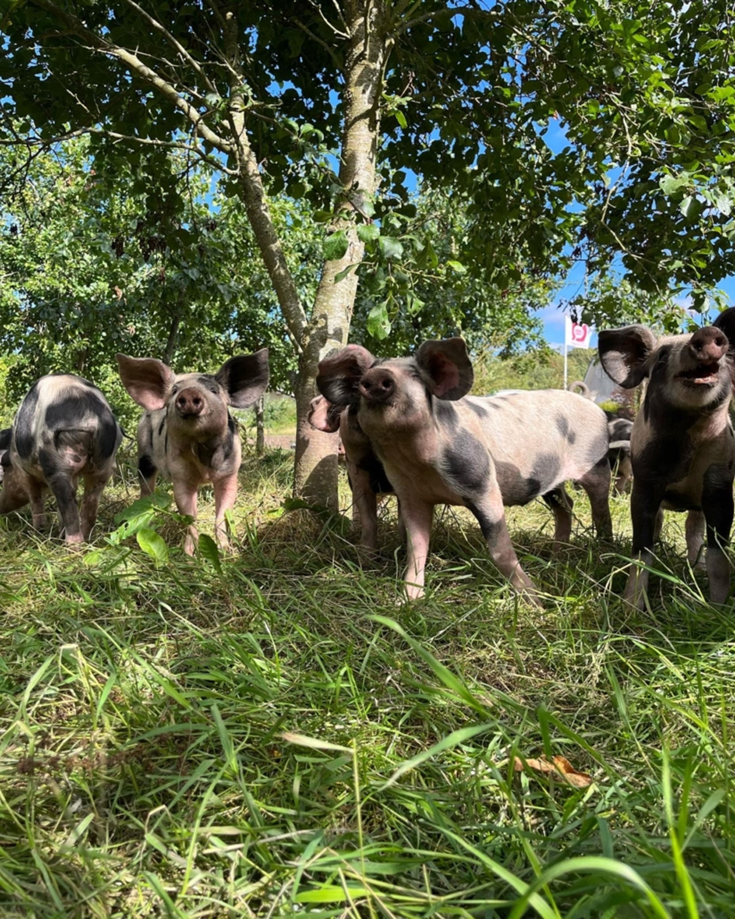 Mød en samarbejdspartner - Troldgaarden